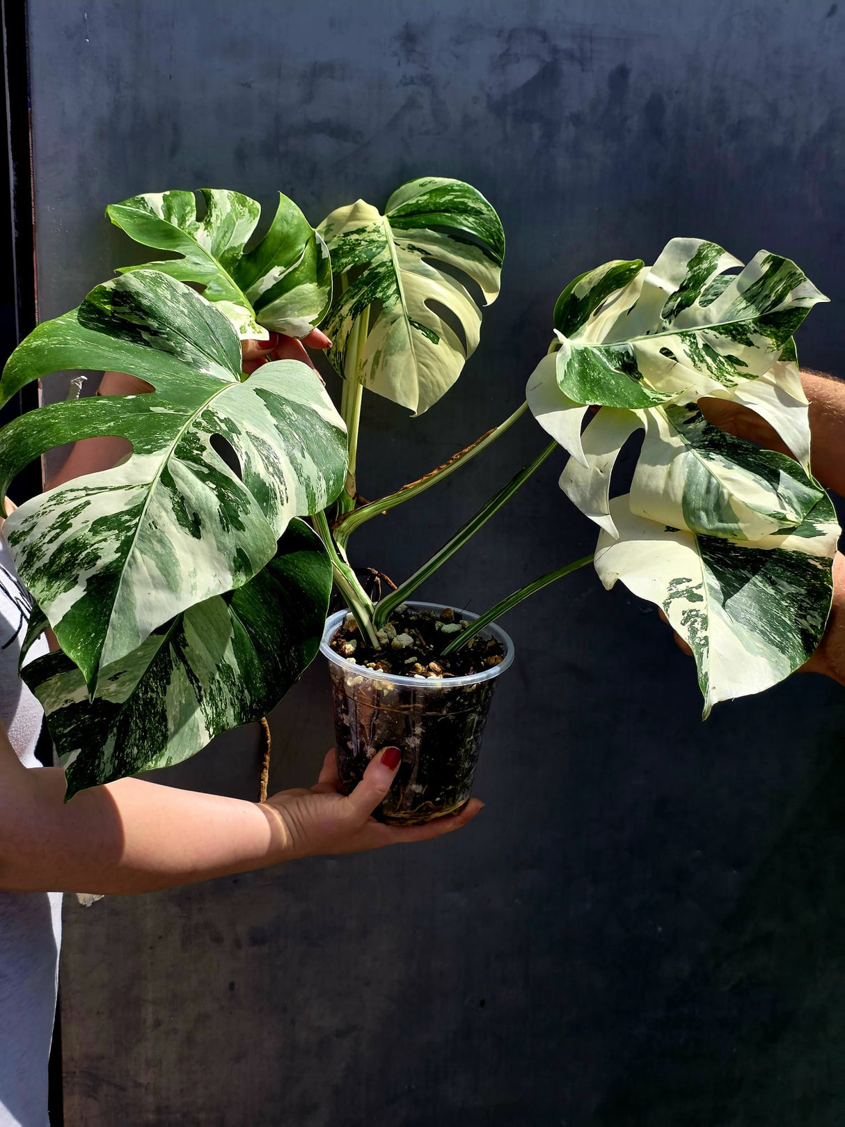 Rare Variegated Monstera Albo - White Albo Borsigiana Mature EXACT Plant - Large Form - US Seller