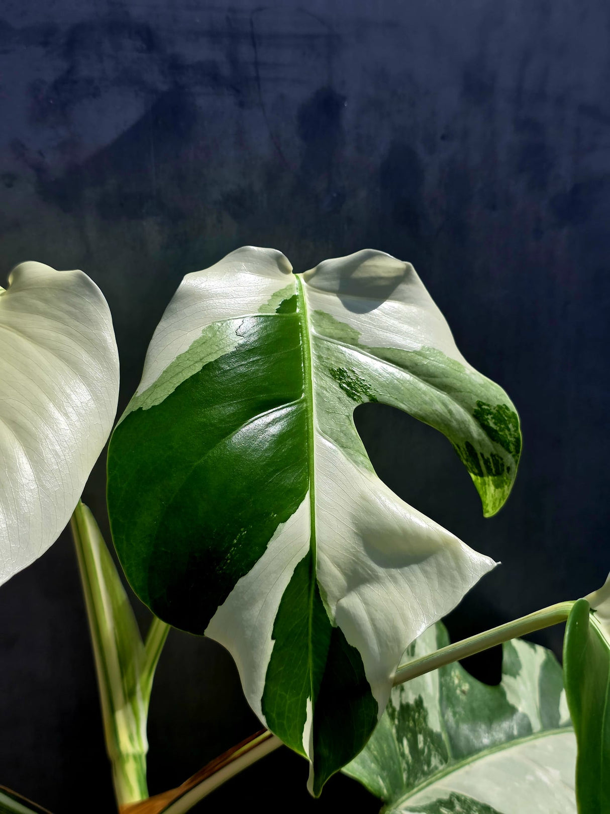 Variegated Monstera Albo - White Albo Borsigiana - Rare Collector Plant - Exact Plant - US Seller