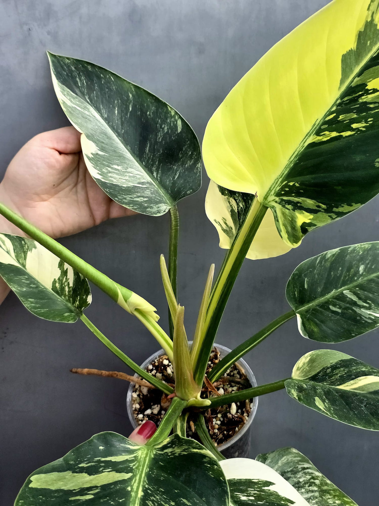 Super Rare Variegated Philodendron Green Congo ORIGINAL | Large Plant | EXACT Plant | US Seller