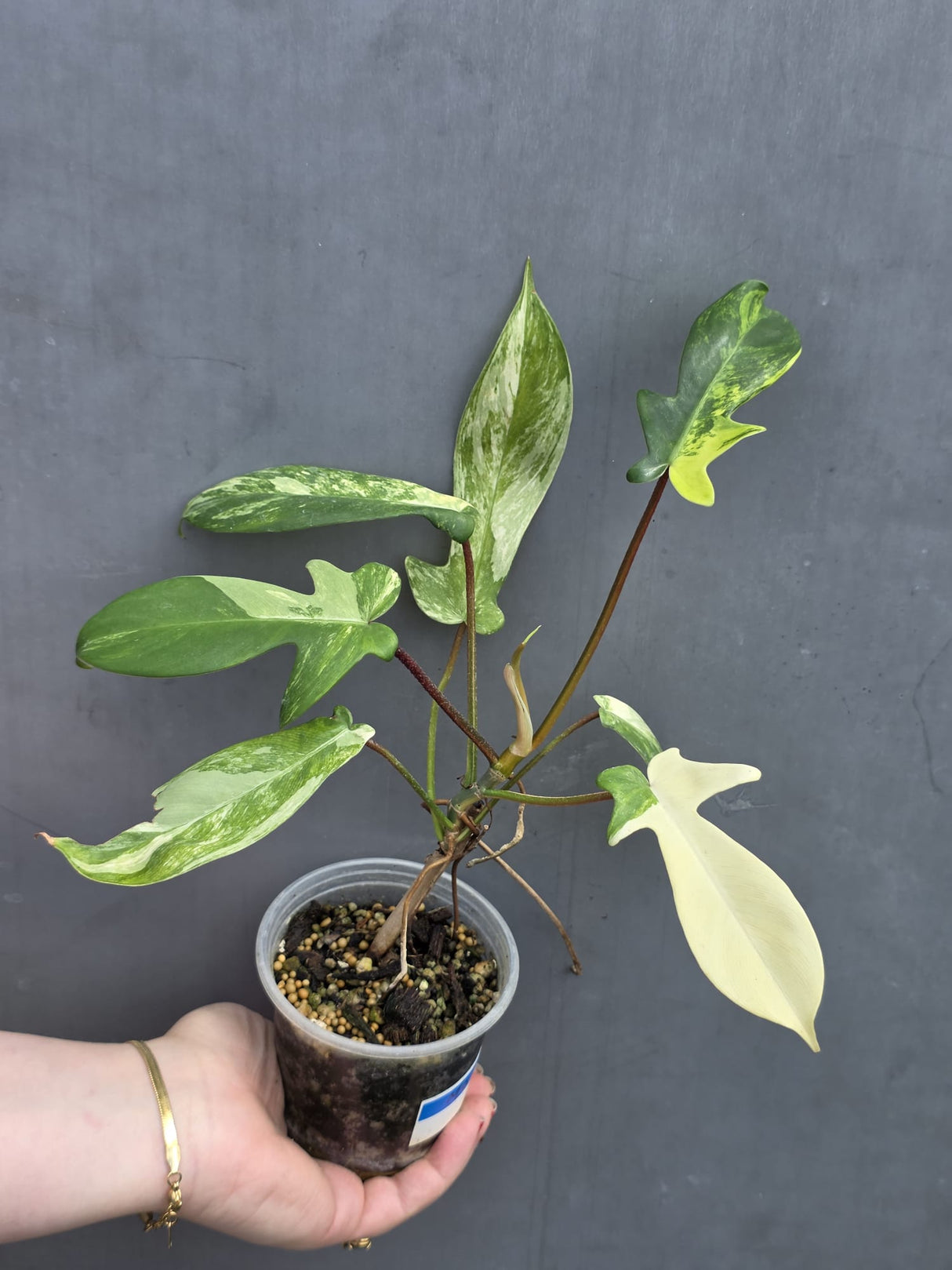 Florida Beauty Rare Collector Plant