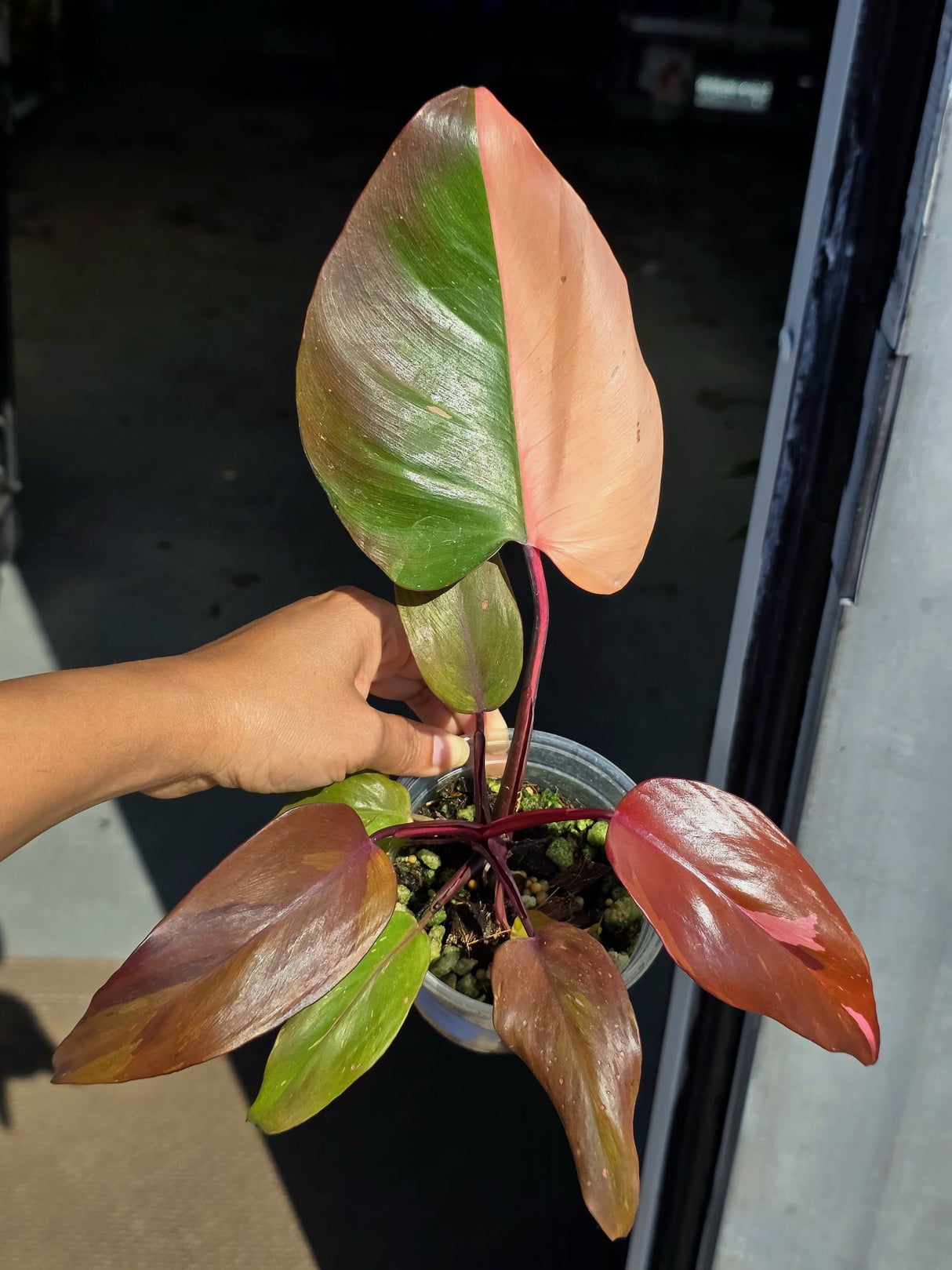 Varigated Philodendron Persimmon Princess