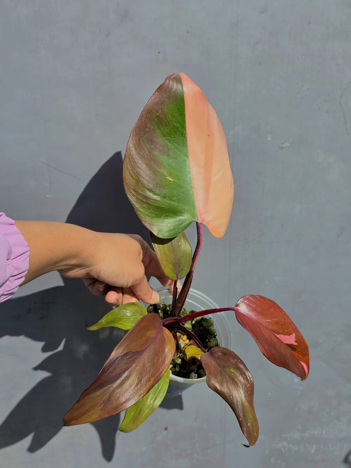 Philodendron Persimmon Princess Variegated - Super Rare Live Houseplant - EXACT Plant - US Seller