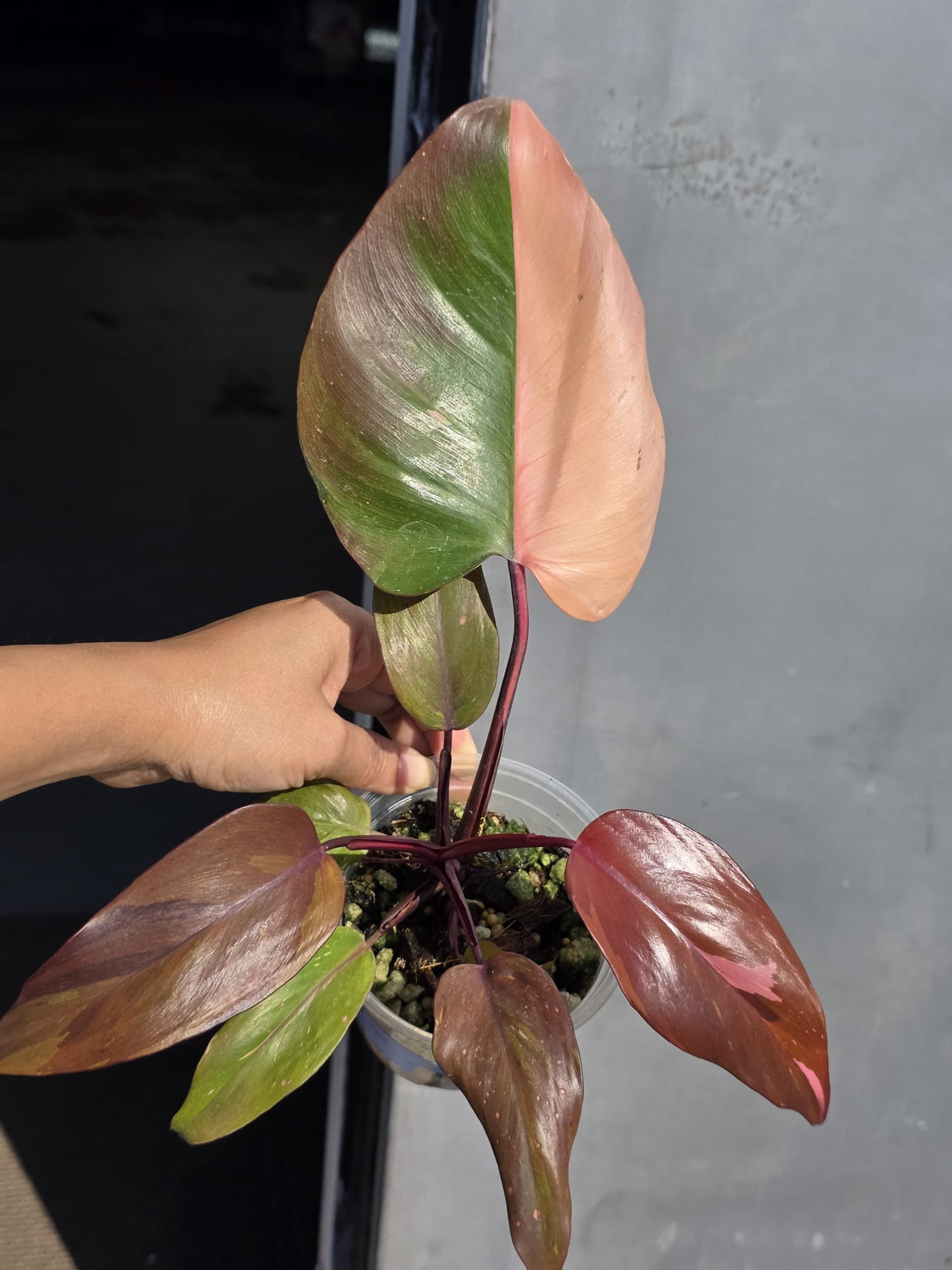 Philodendron Persimmon Princess Variegated - Super Rare Live Houseplant - EXACT Plant - US Seller