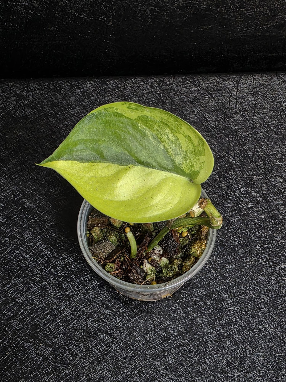 Scindapsus Jade Satin Variegated - Rare Tropical Plant - EXACT Same Plant - US Seller