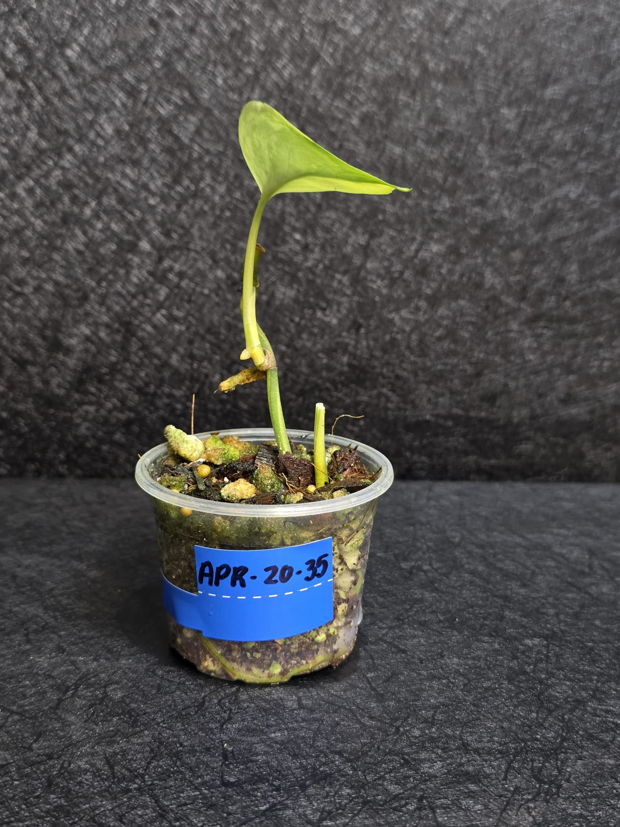 Scindapsus Jade Satin Variegated - Rare Tropical Plant - EXACT Same Plant - US Seller