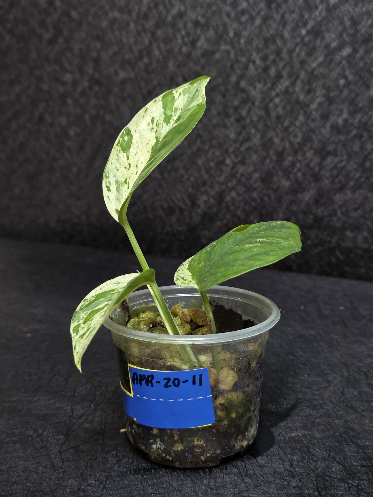 Variegated Epipremnum Pinnatum Albo - Exact Plant - US Seller