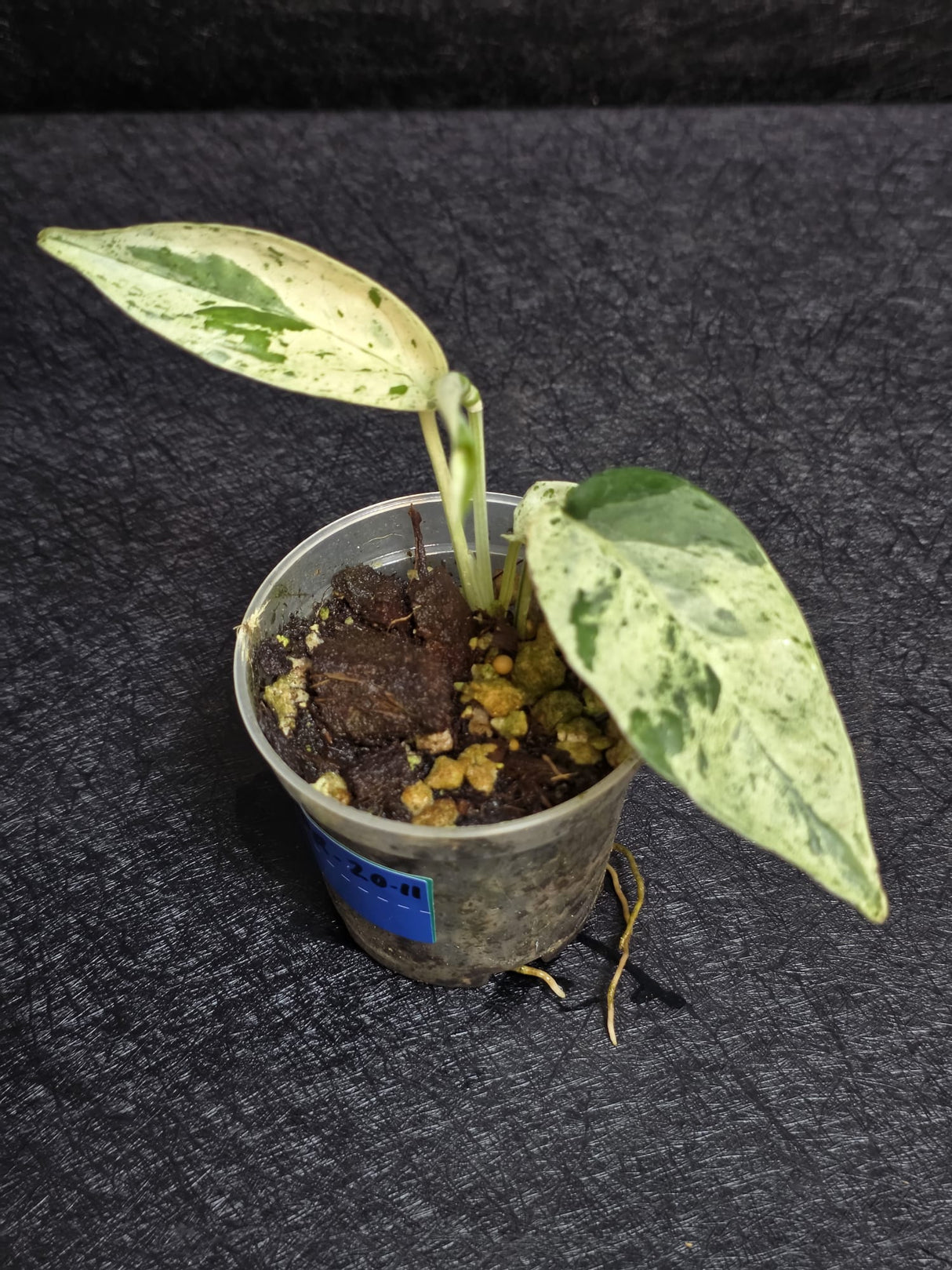 RARE Variegated Epipremnum Pinnatum Albo - Exact Plant - US Seller