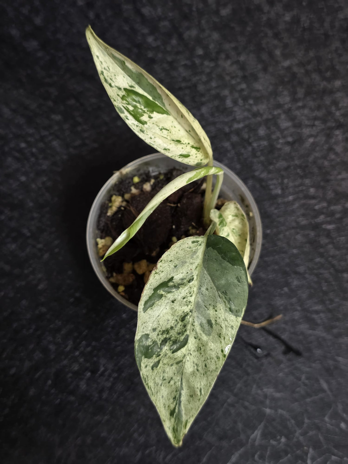 RARE Variegated Epipremnum Pinnatum Albo - Exact Plant - US Seller