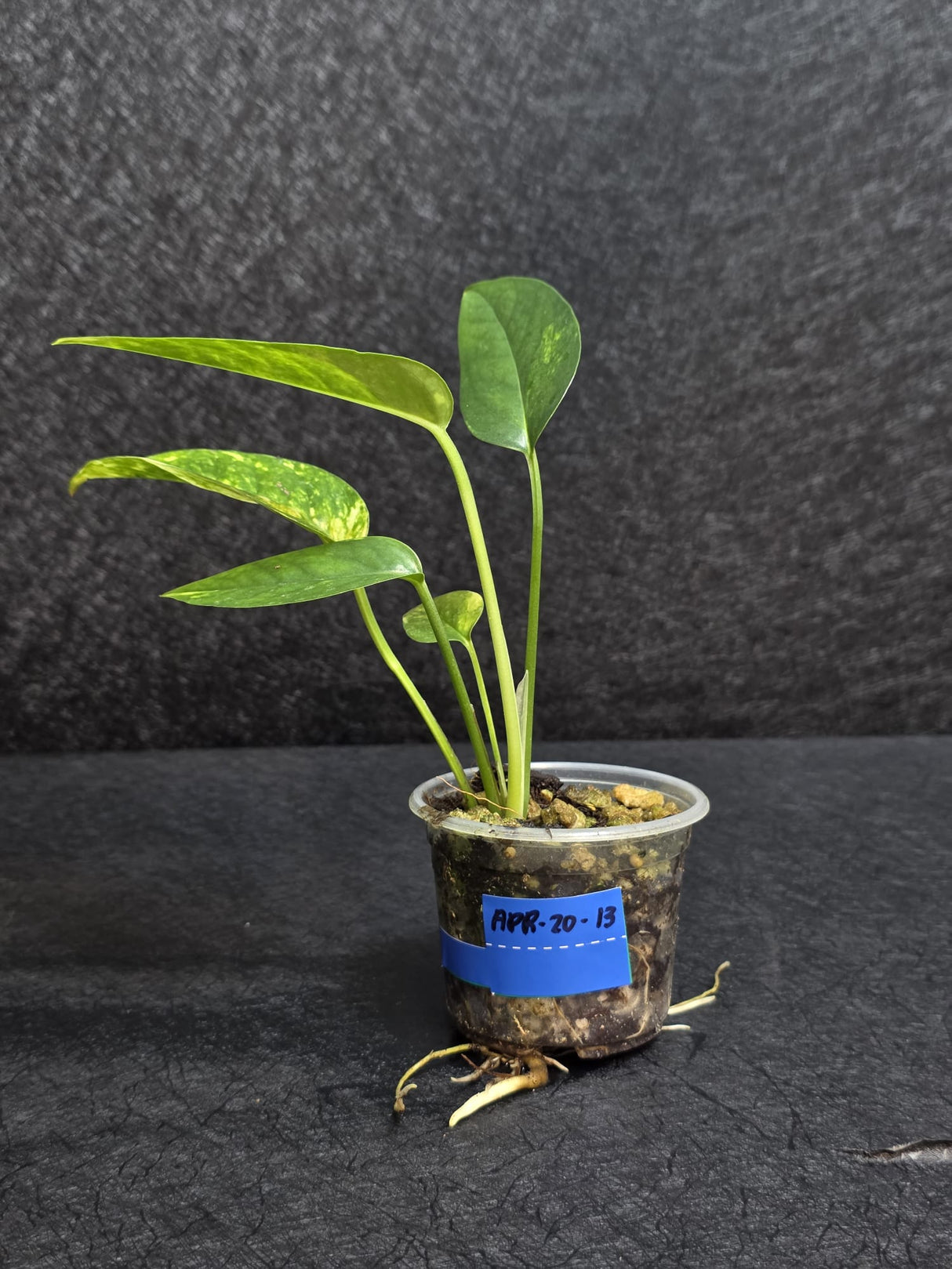 RARE Variegated 'Golden Flame' Epipremnum Pinnatum Plant - Yellow Flame Indoor Plant - Same Plant - US Seller