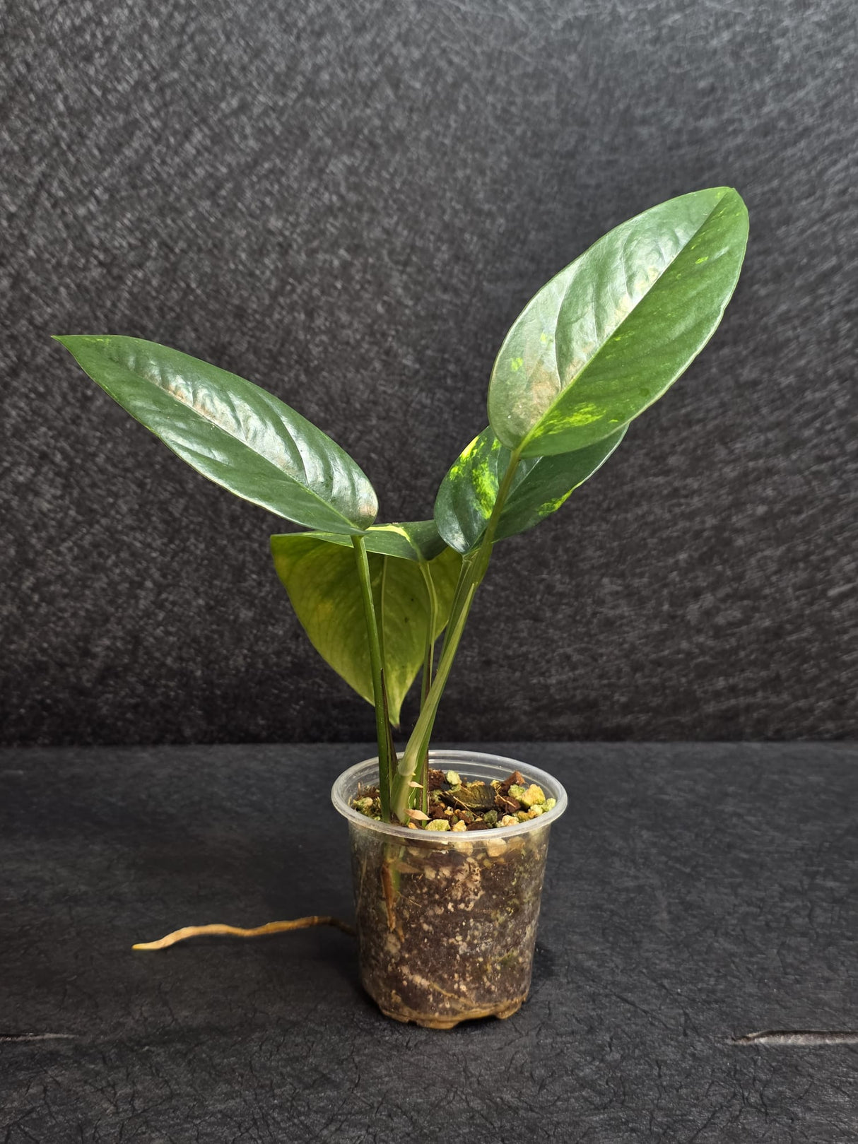 RARE Variegated 'Golden Flame' Epipremnum Pinnatum Plant - Yellow Flame Indoor Plant - Same Plant - US Seller