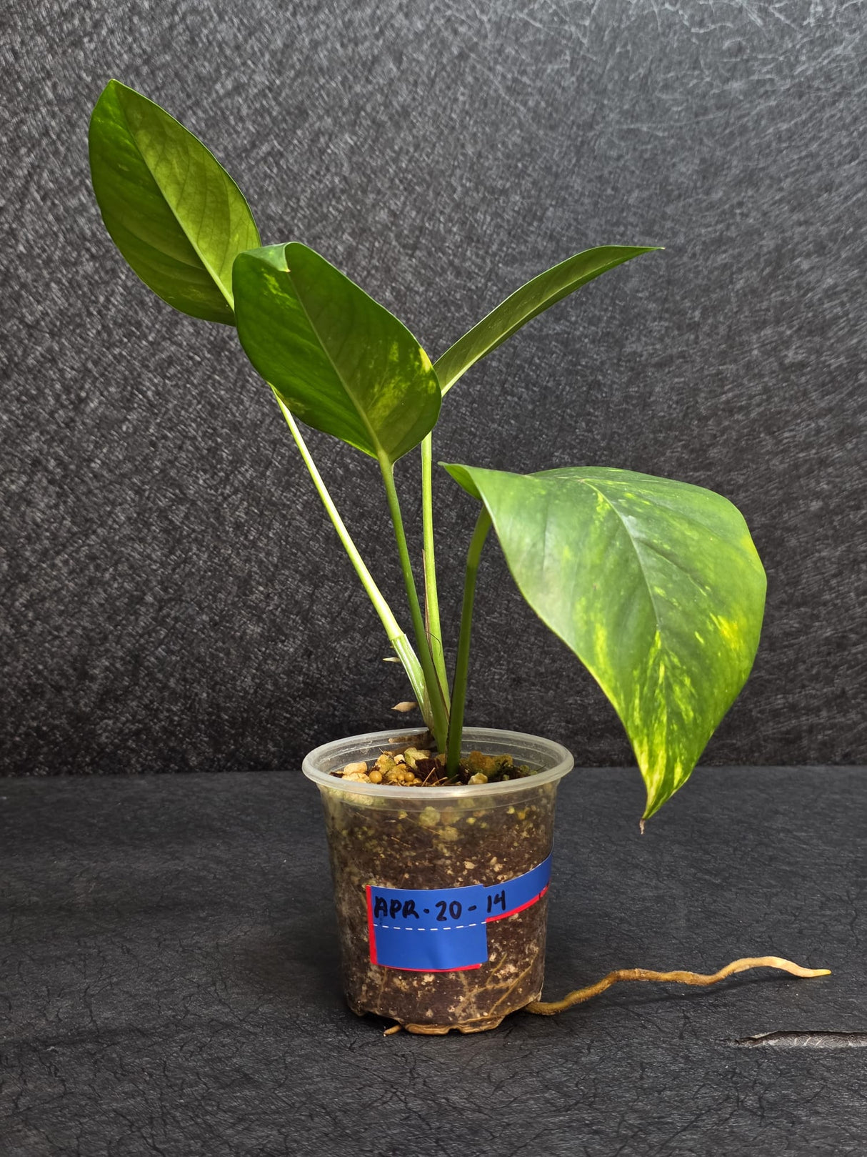 RARE Variegated 'Golden Flame' Epipremnum Pinnatum Plant - Yellow Flame Indoor Plant - Same Plant - US Seller
