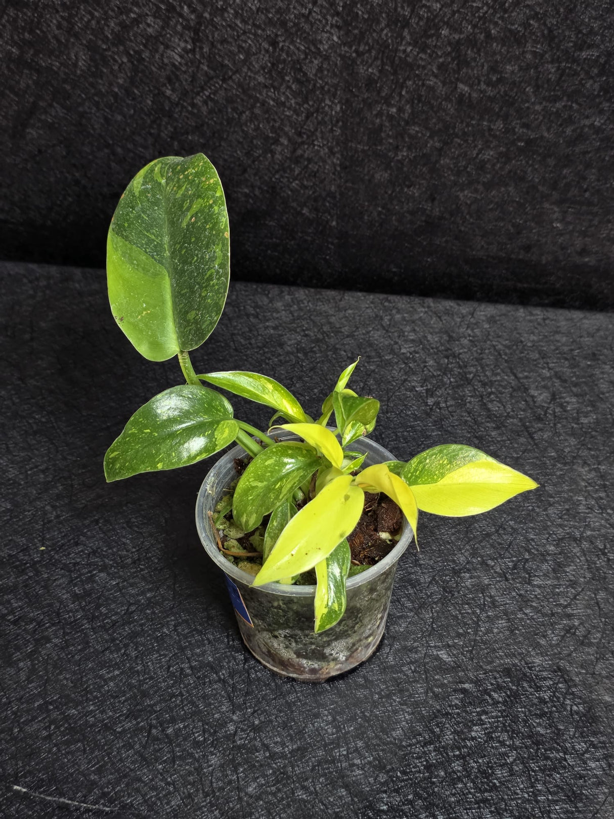 Philodendron Green Congo Hybrid Variegated - EXACT Plant as Image - US Seller