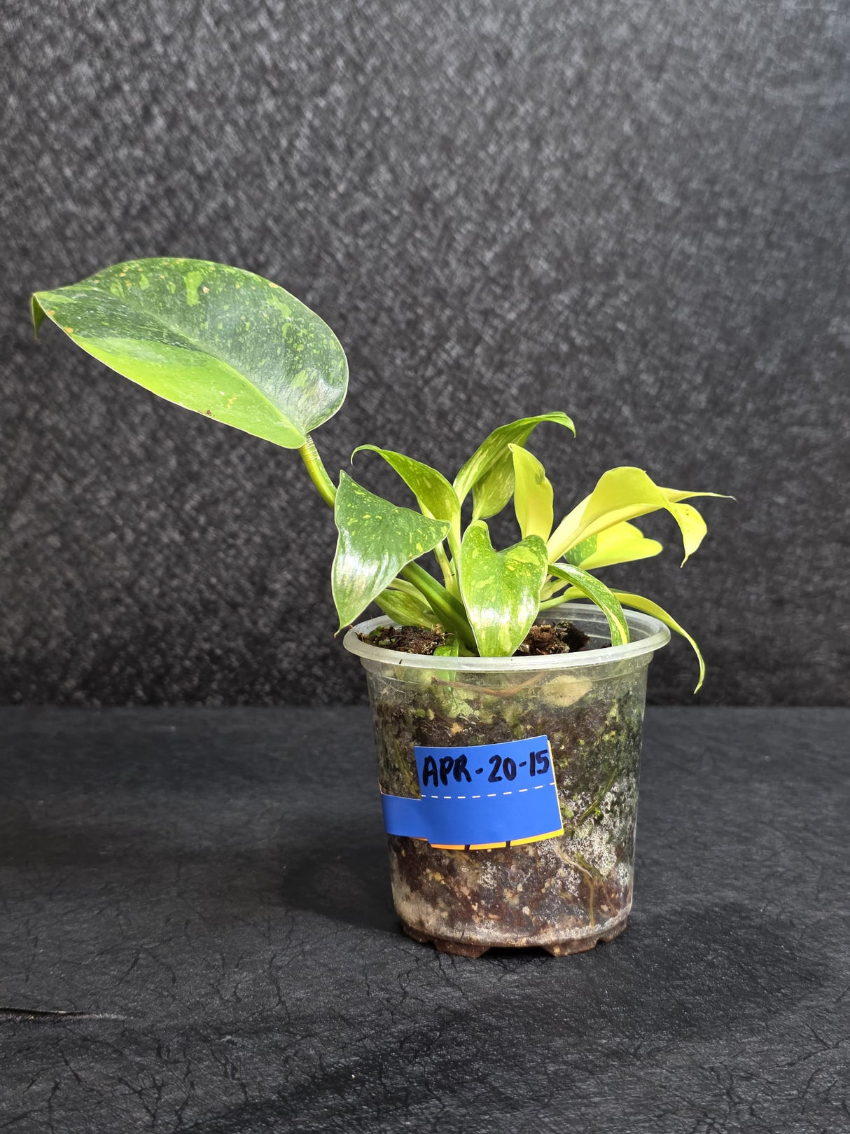 Philodendron Green Congo Hybrid Variegated - EXACT Plant as Image - US Seller