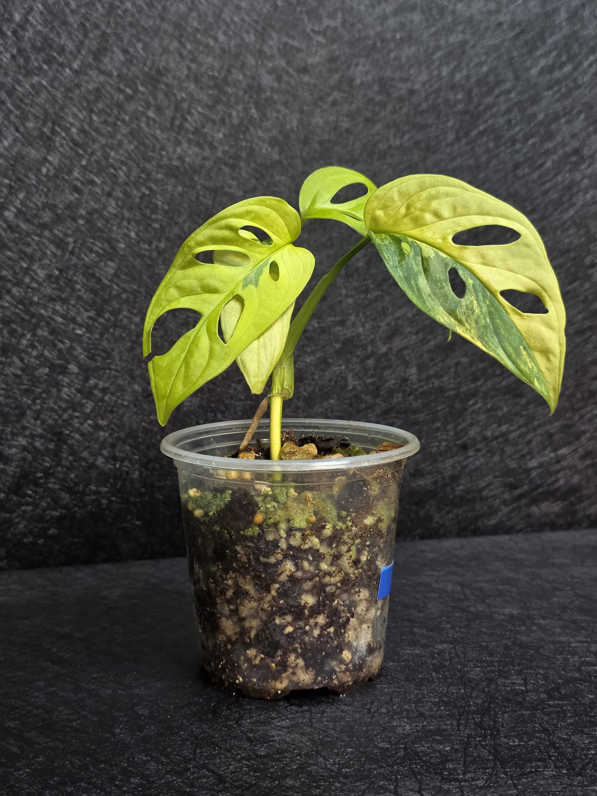 Variegated White Monstera Adansonii Aurea - Rare Collector Swiss Cheese Plant - EXACT Plant - US Seller