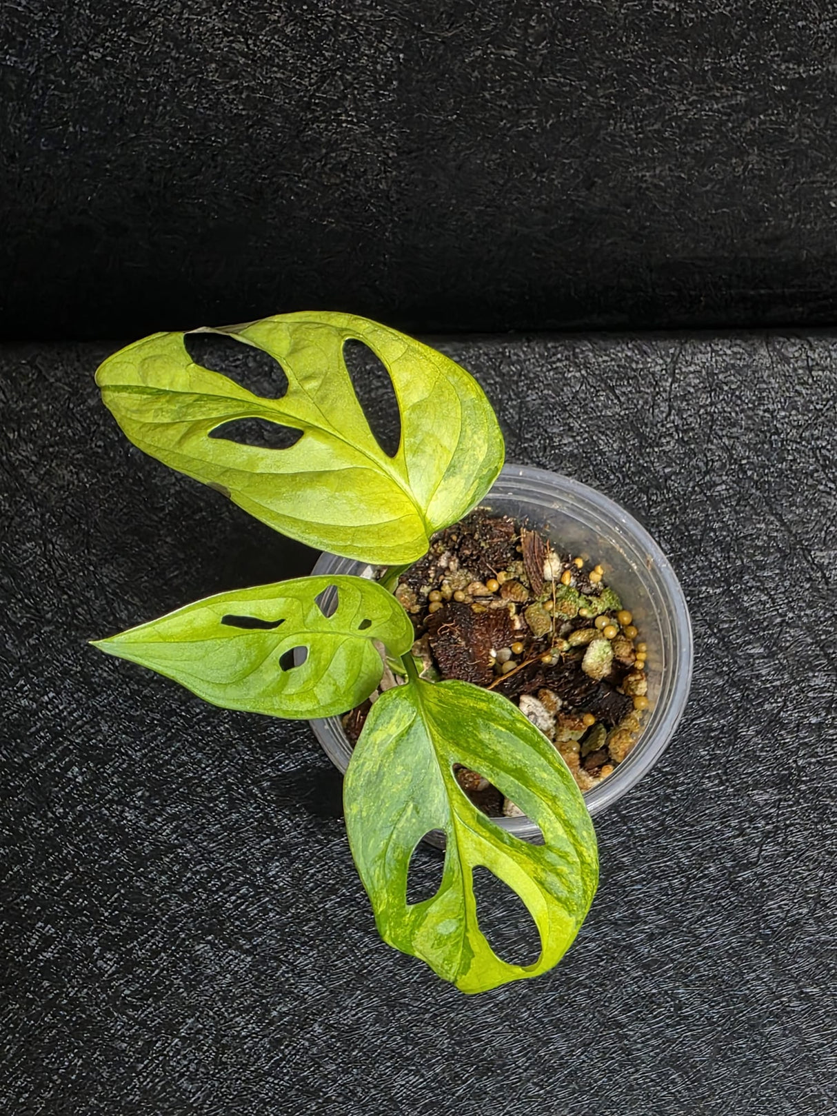 Monstera Adansonii Aurea Variegated - Swiss Cheese Premium Rare Plant - US SELLER