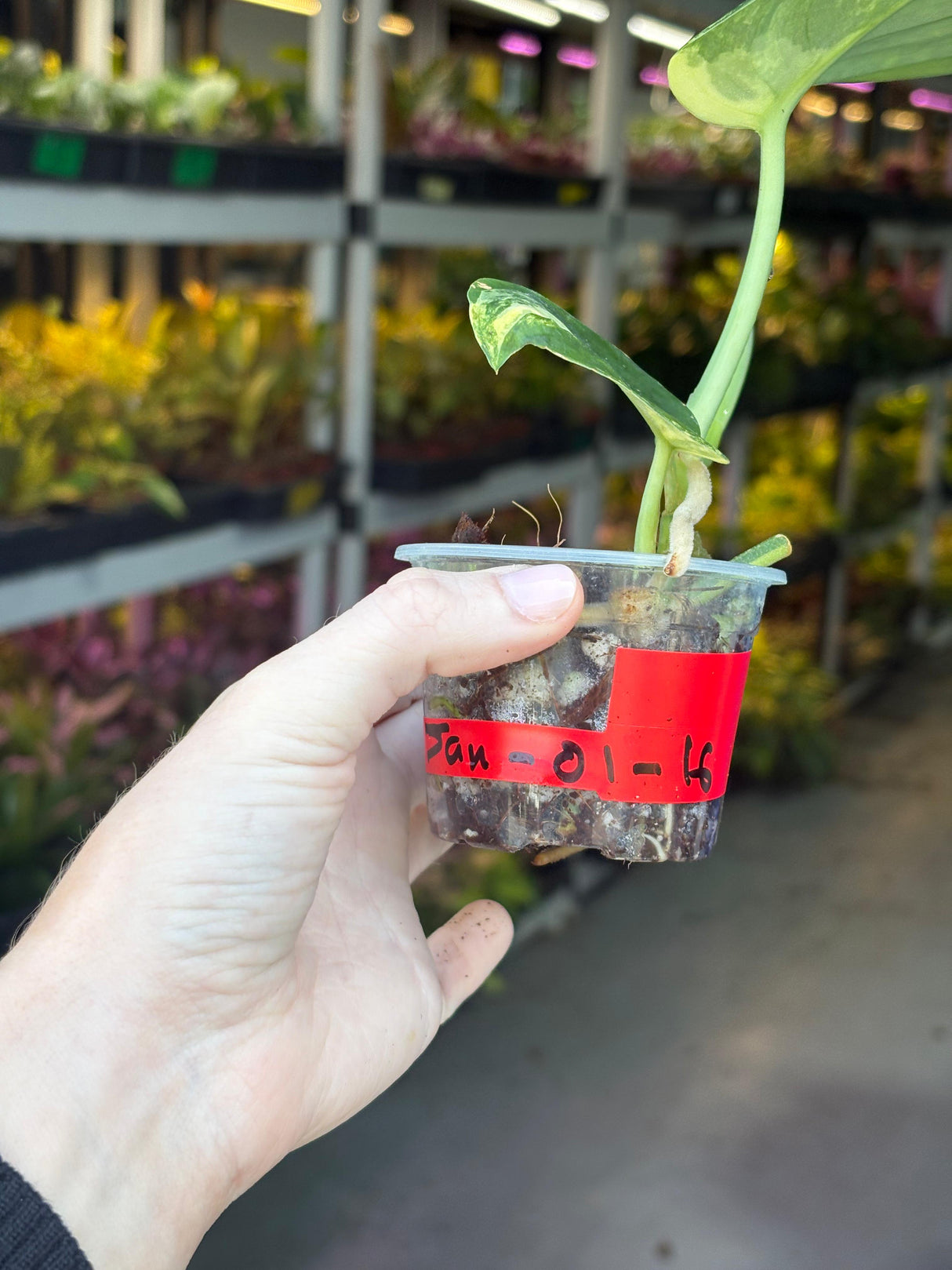 Variegated Scindapsus Pictus 'Jade Satin' Plant - Rare Collector Plant - SAME Plant - US Seller