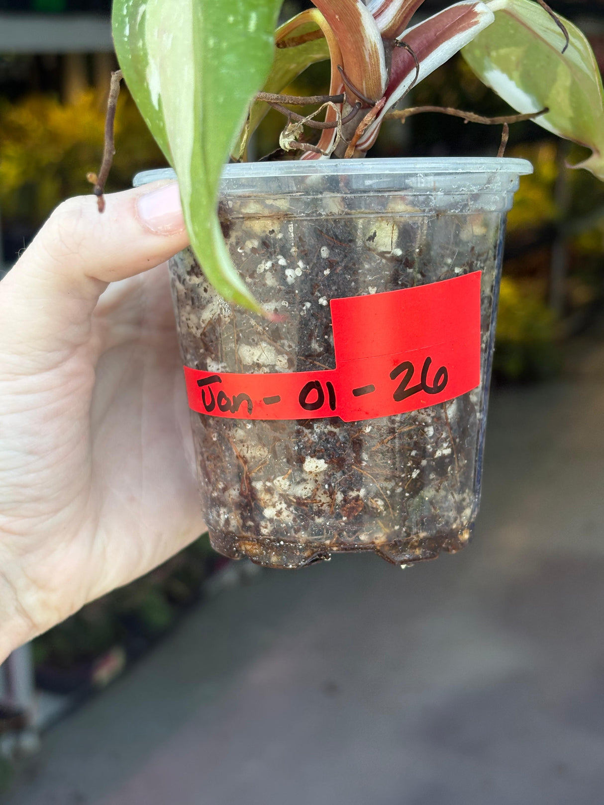 Rare Variegated Philodendron Red Anderson in a Nursery Pot - Exact Same Plant - US seller