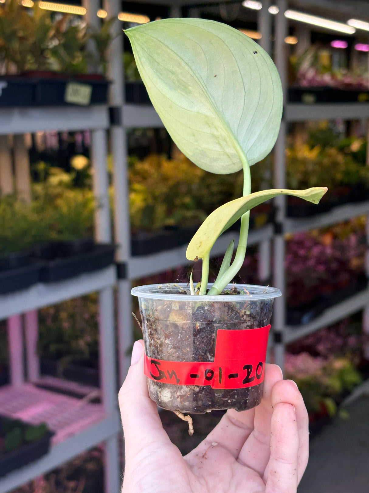 Variegated Scindapsus Pictus 'Jade Satin' - Rare Collector Plant - SAME Plant - US Seller