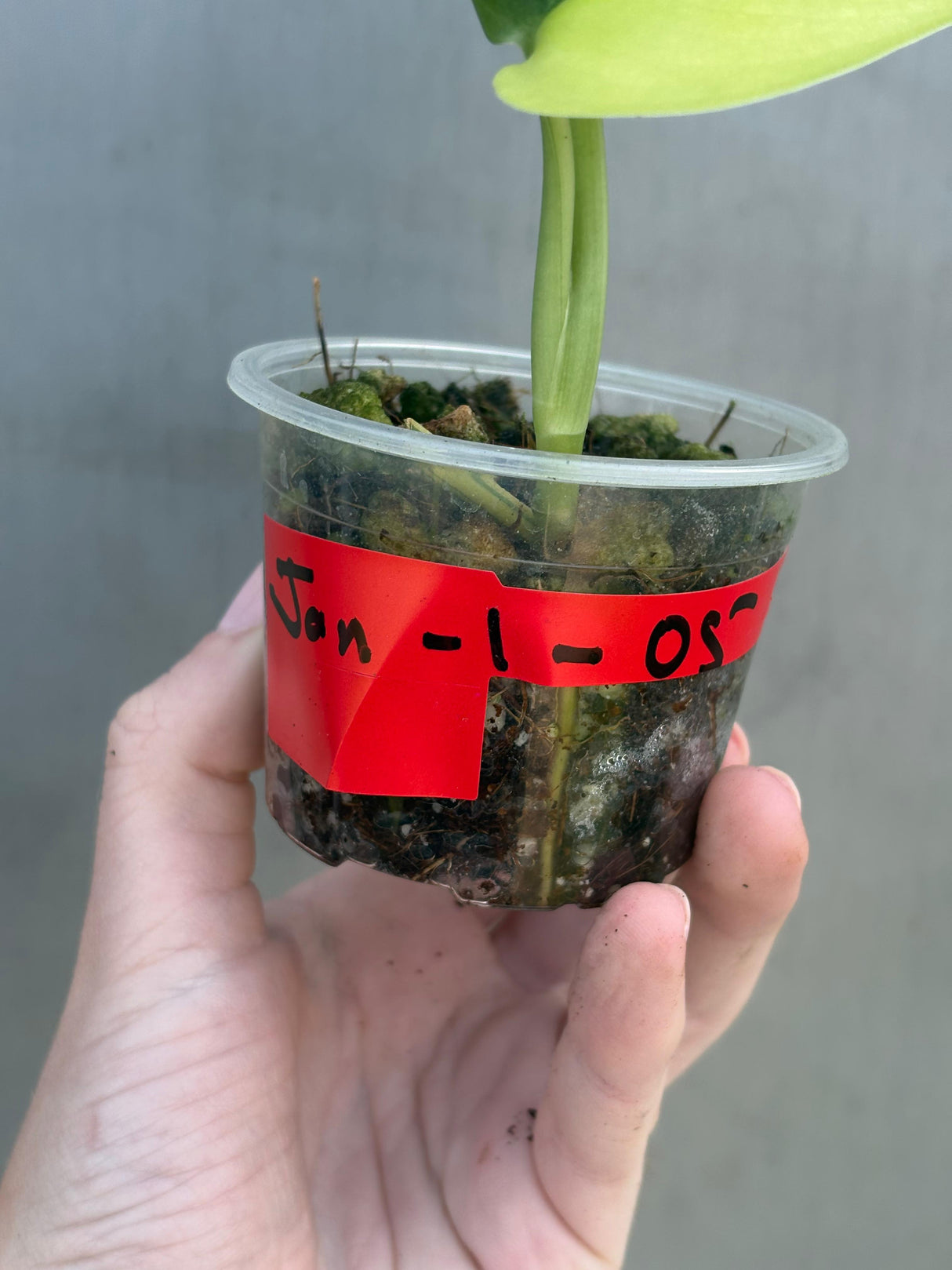 Variegated Scindapsus Pictus 'Jade Satin' Plant in a Nursery Pot - Rare Collector Plant - SAME Plant - US Seller