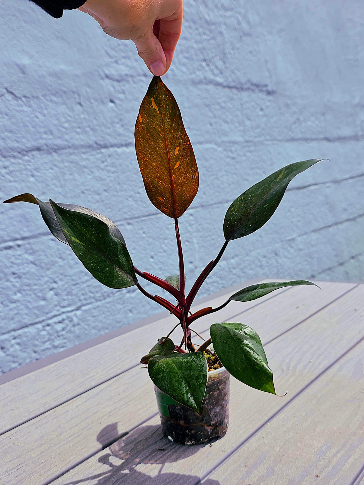 Philodendron Orange Princess - Rare Collector Plant - Indoor Houseplant - Same Plant - US Seller