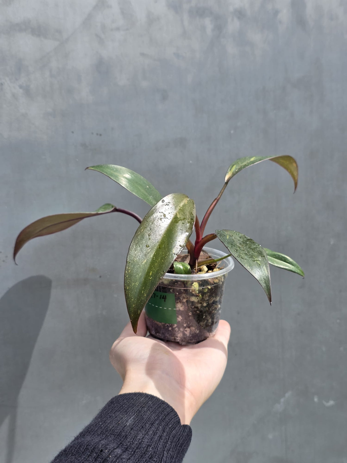 Philodendron Orange Princess Live Plant - Rare Collector Plant - Indoor Houseplant - Same Plant - US Seller
