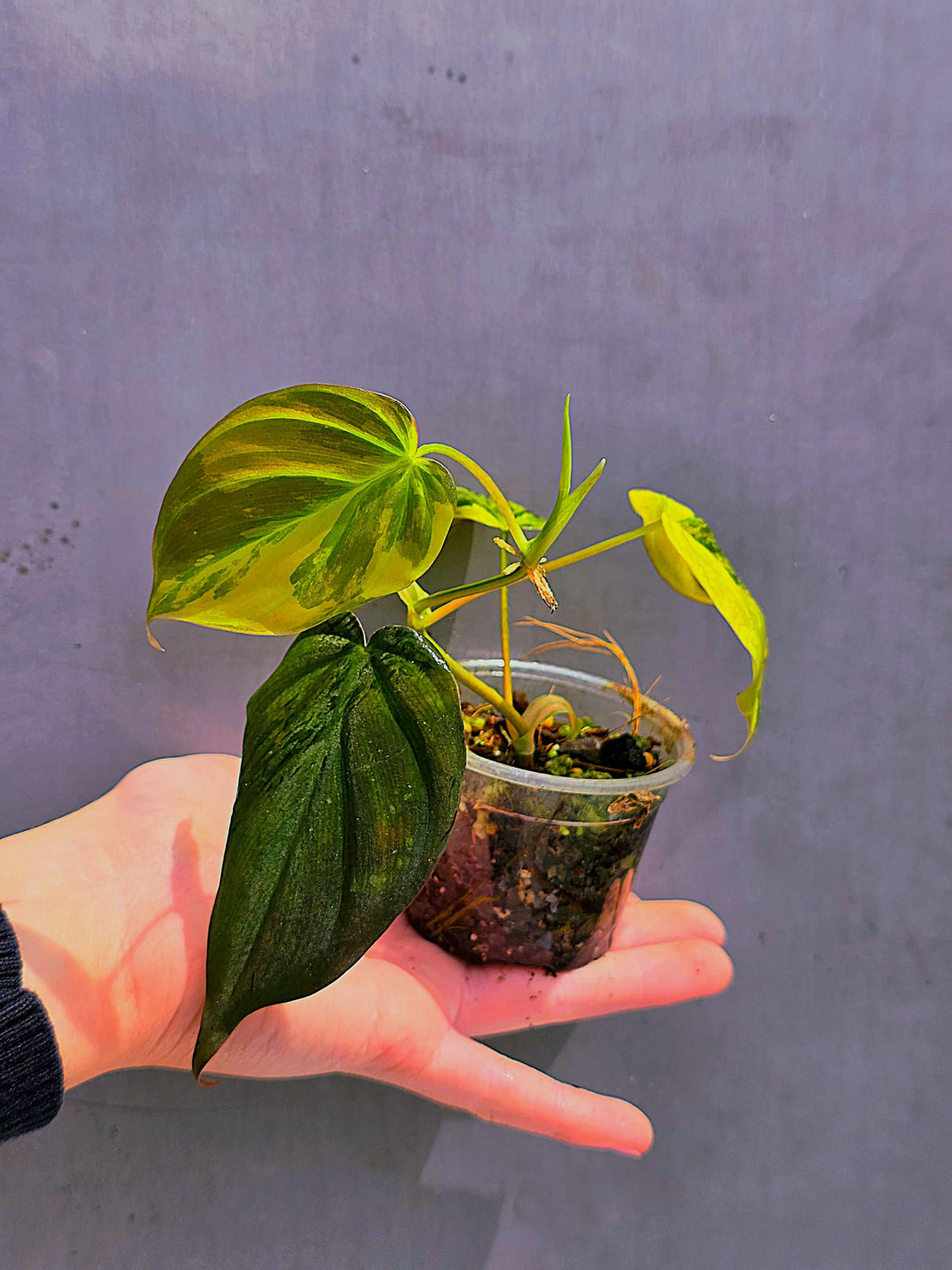 Variegated Philodendron Mican Aurea Potted Plant - Collector's Aroid - EXTREMELY Rare Live Plant - US Seller