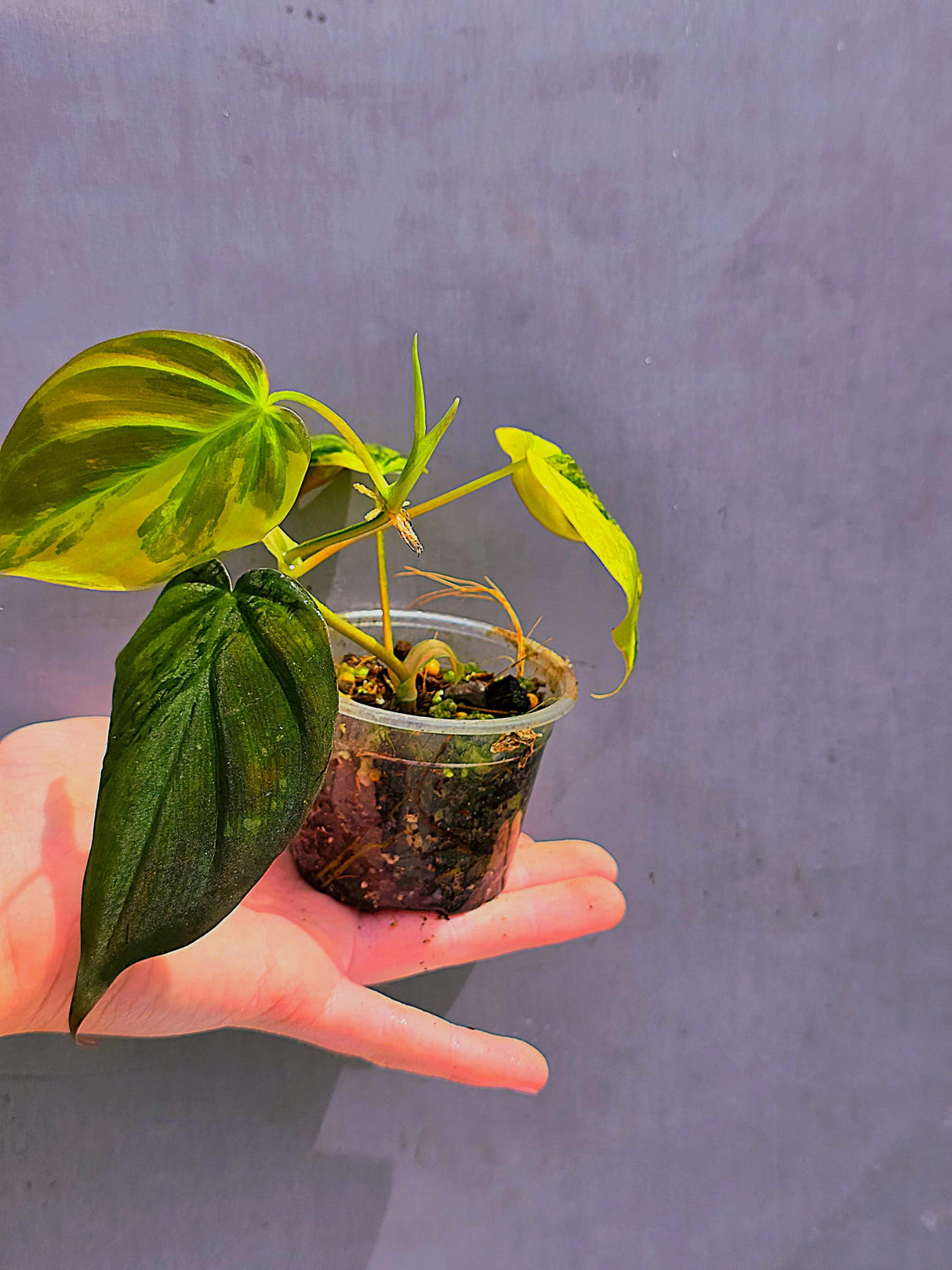 Variegated Philodendron Mican Aurea Potted Plant - Collector's Aroid - EXTREMELY Rare Live Plant - US Seller