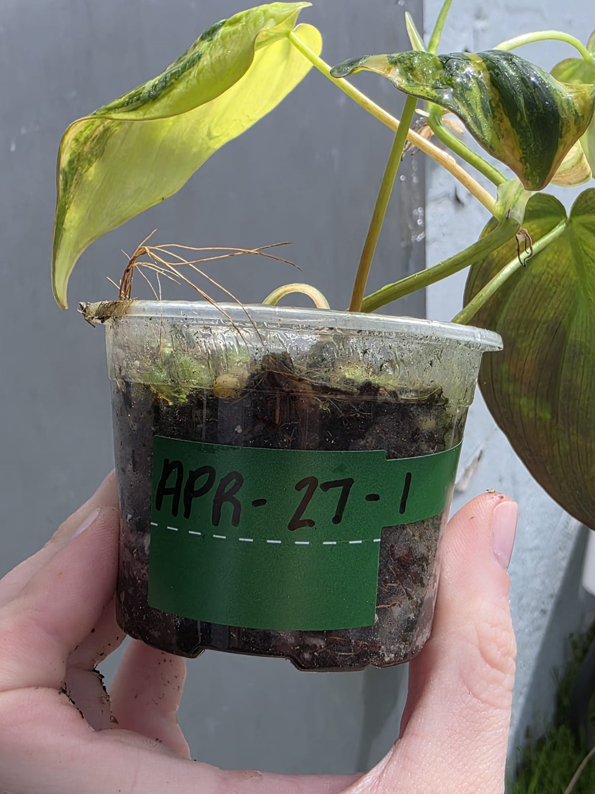 Variegated Philodendron Mican Aurea Potted Plant - Collector's Aroid - EXTREMELY Rare Live Plant - US Seller