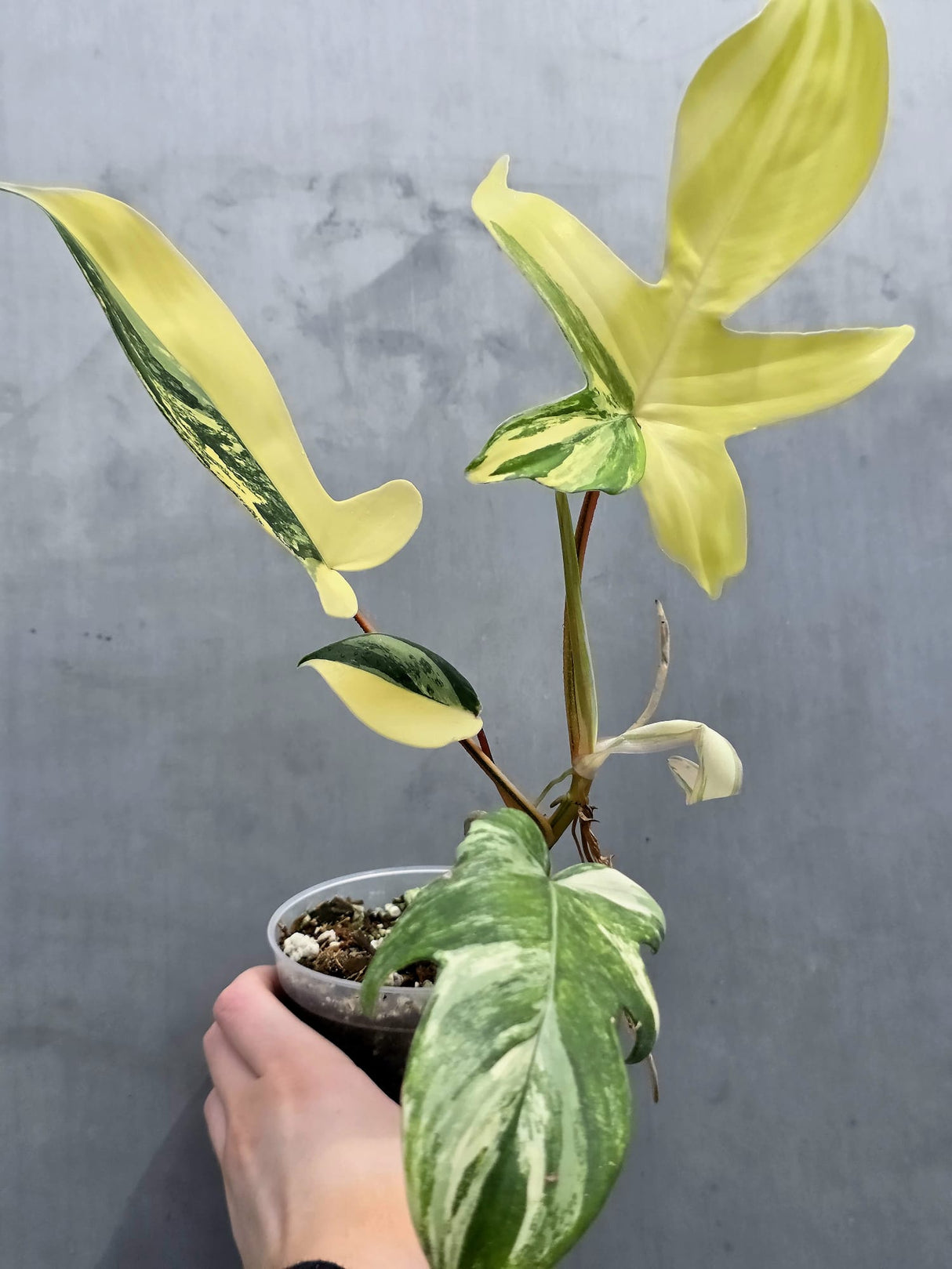 Variegated Philodendron Florida Beauty in a Nursery Pot - Rare Collector Plant - Exact Plant - US Seller