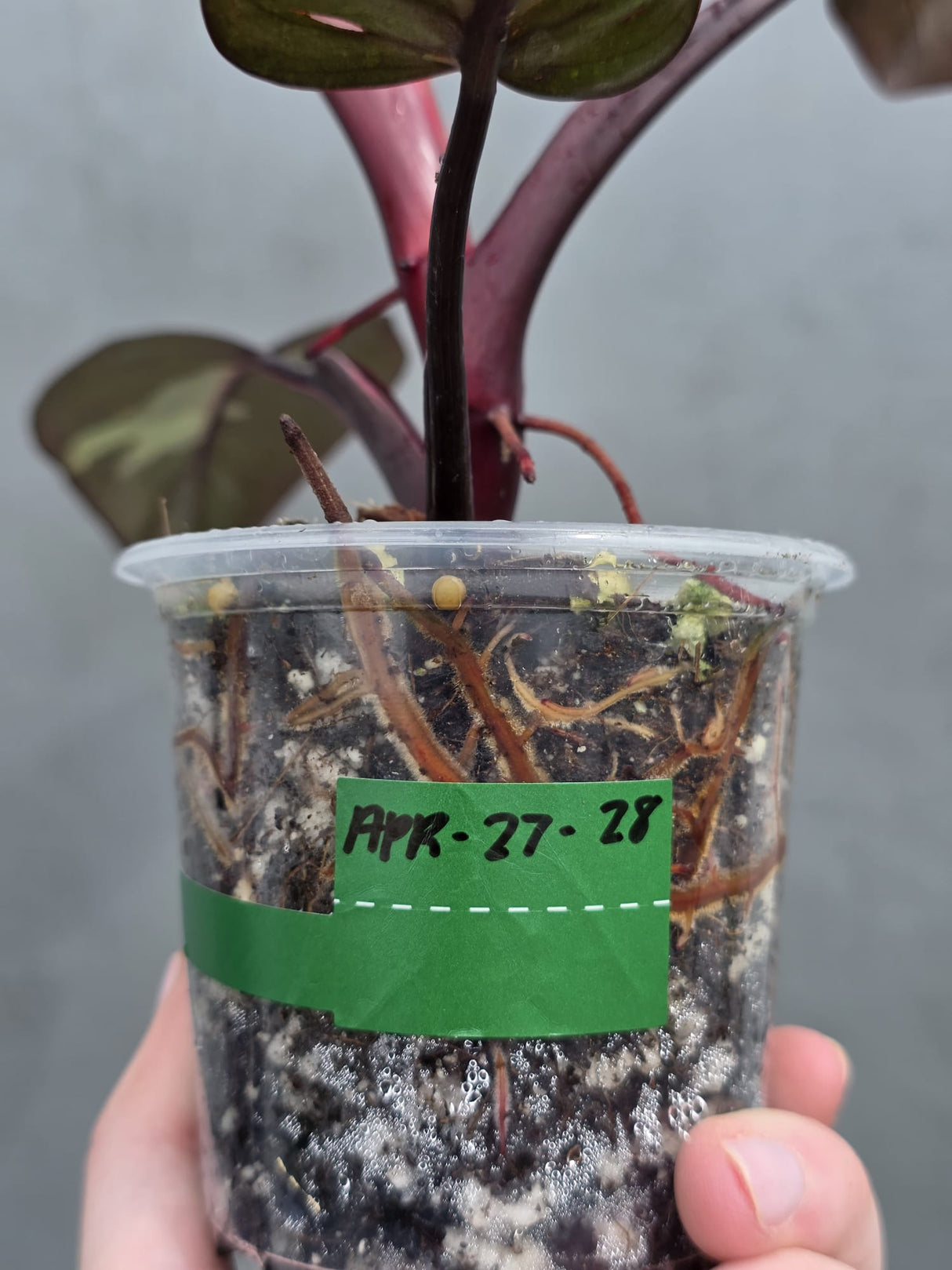 Philodendron Orange Princess Live Plant - Rare Collector Plant - Indoor Houseplant - Exact Plant - US Seller