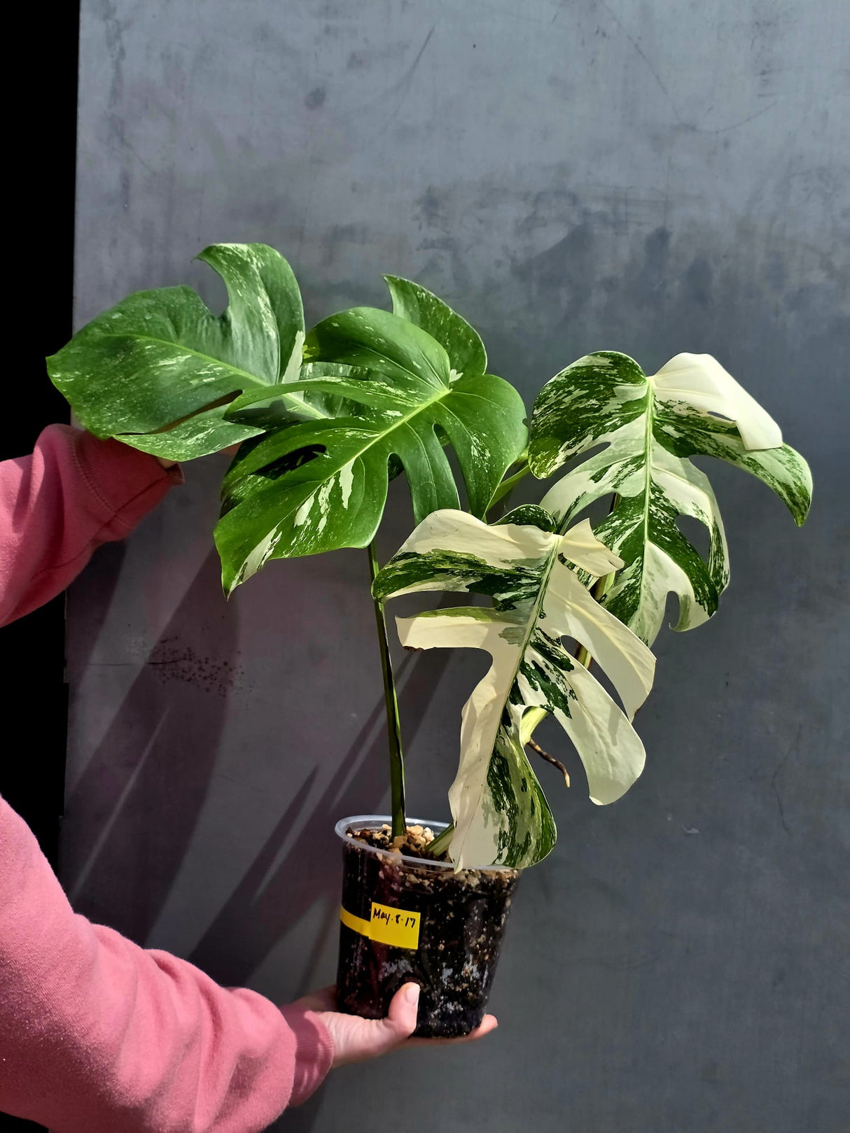 Variegated Monstera Albo Live Plant - White Albo Borsigiana - Rare Collector Plant - EXACT Plant - US Seller