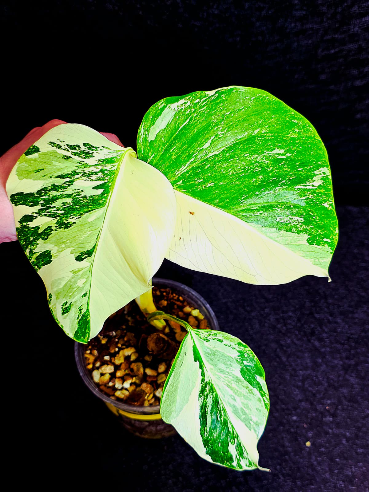 Variegated Monstera Albo - Rare White Monstera Borsigiana Baby Leaf EXACT Plant - US Seller