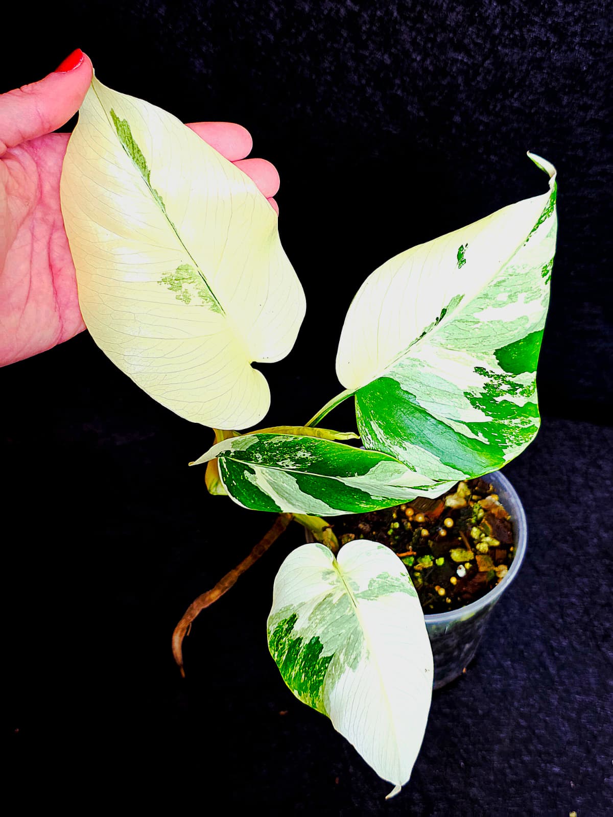 Variegated Monstera Albo - Rare White Monstera Borsigiana Baby Leaf EXACT Plant - US Seller