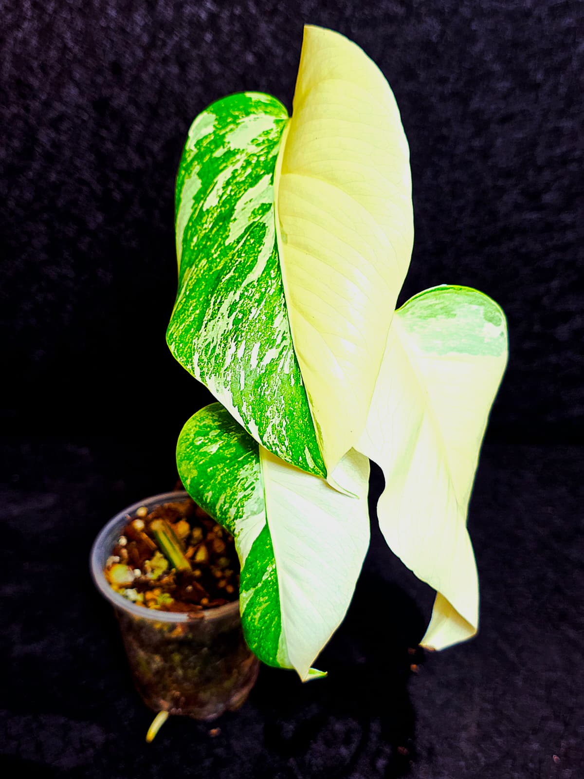 Rare Variegated Monstera Albo Half-Moon Leaf Plant - White Albo Borsigiana Plant - EXACT Plant - US Sellereller (Copy)