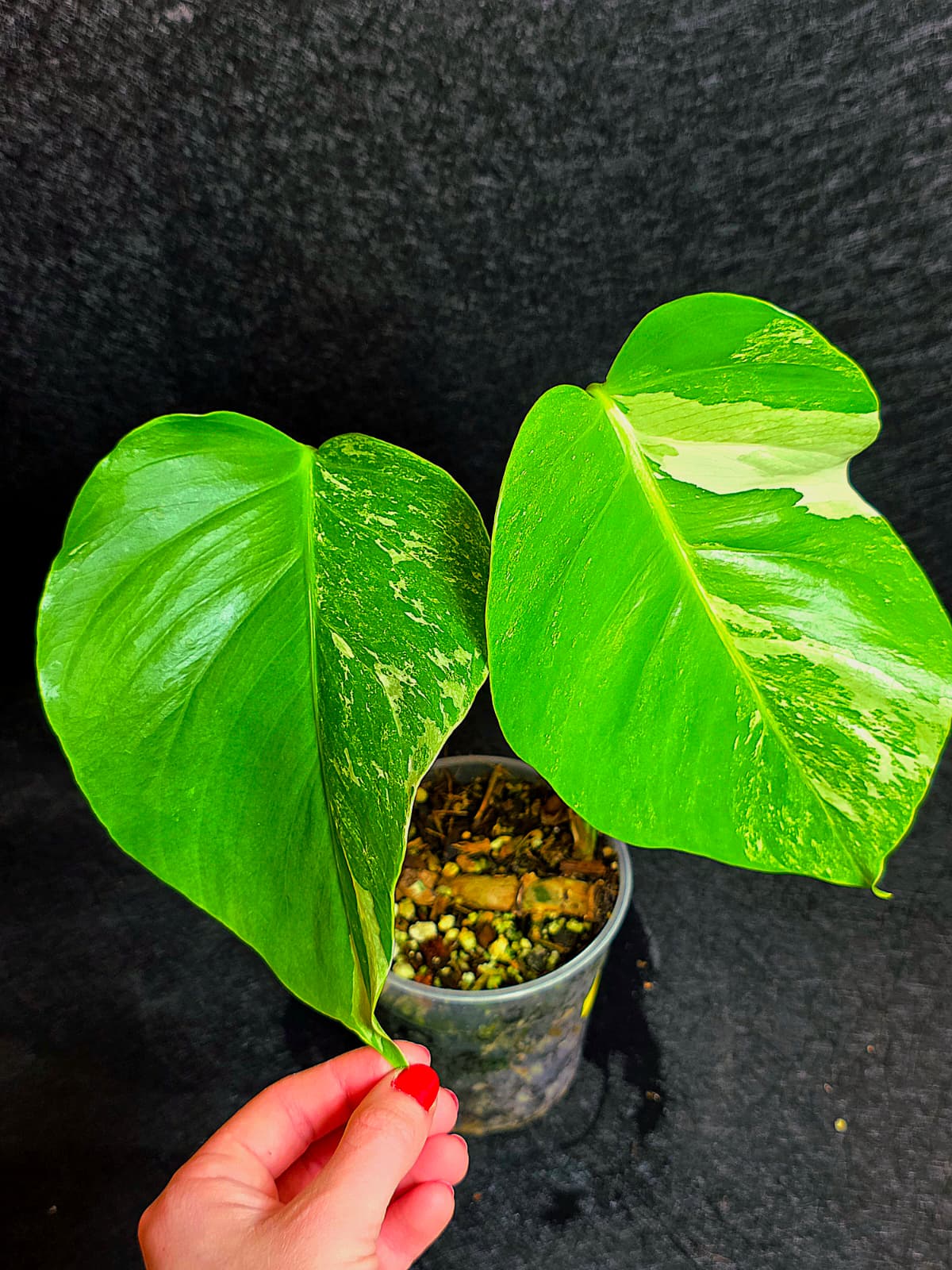 Variegated Monstera Albo - Rare White Monstera Borsigiana Baby Leaf EXACT Plant - US Seller
