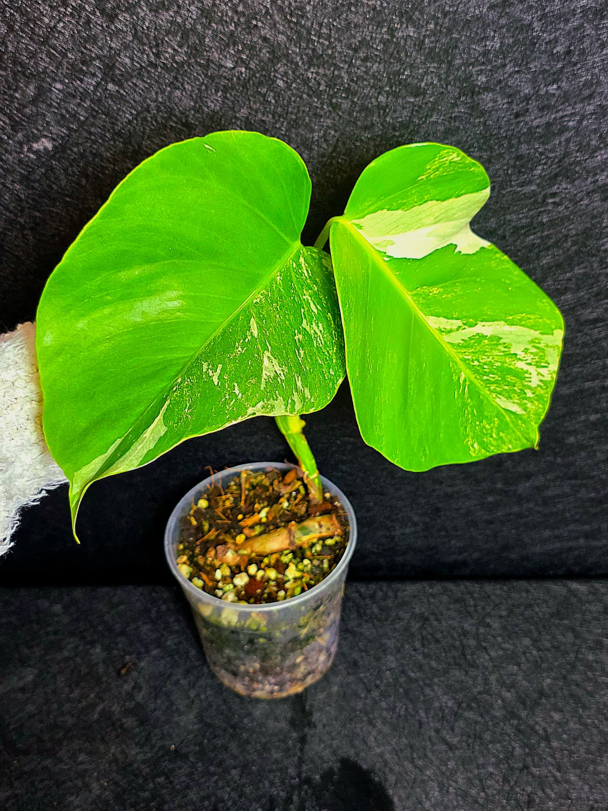 Variegated Monstera Albo - Rare White Monstera Borsigiana Baby Leaf EXACT Plant - US Seller