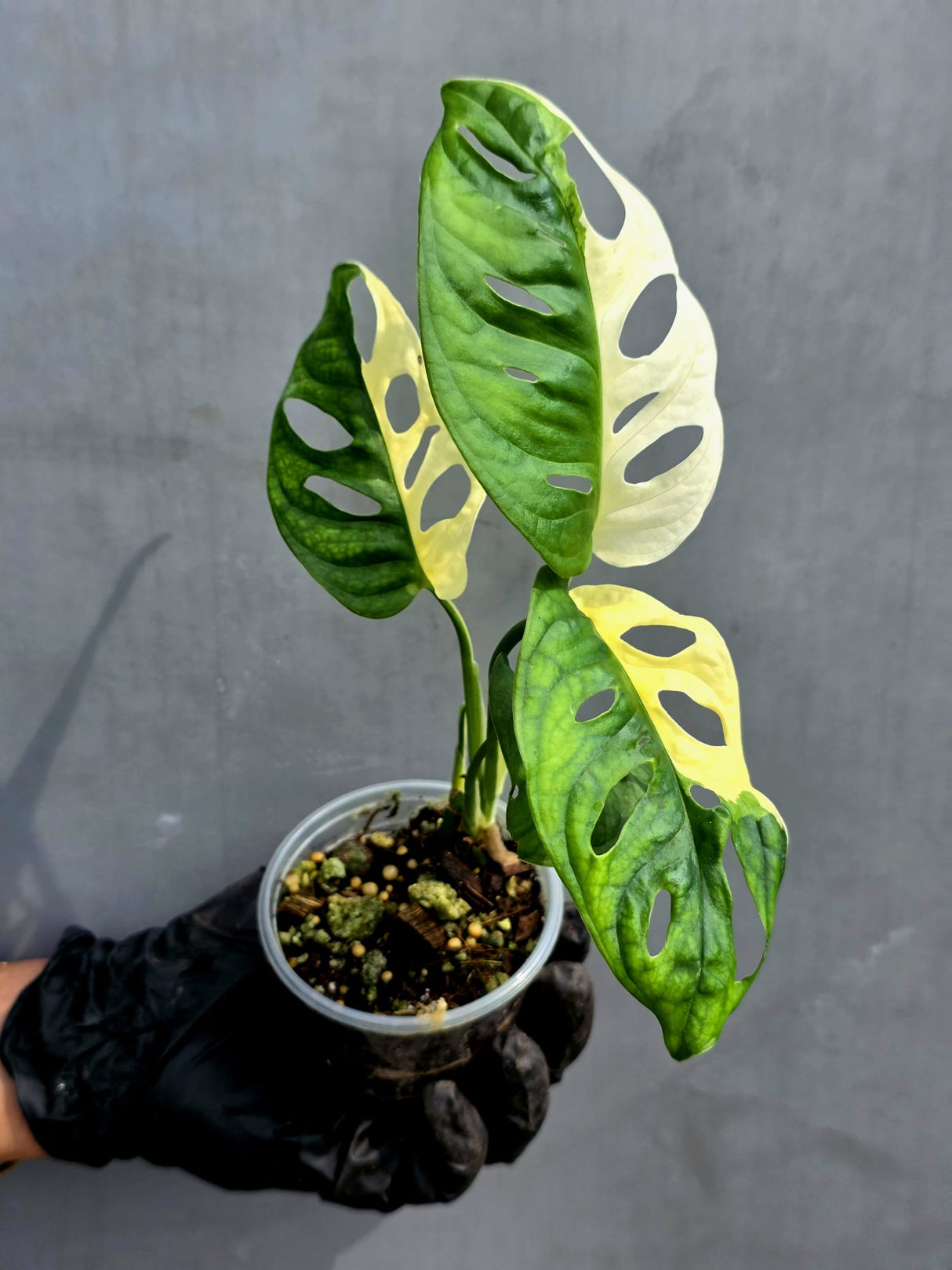 Variegated Monstera Adansonii Albo - Half-moon Rare Exact Plant - (May-17-84)