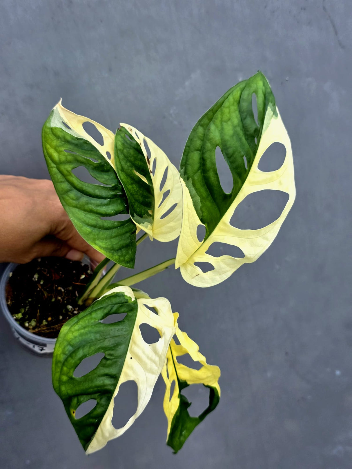 Variegated Monstera Adansonii Albo - Half-moon Rare Exact Plant - (May-17-77)