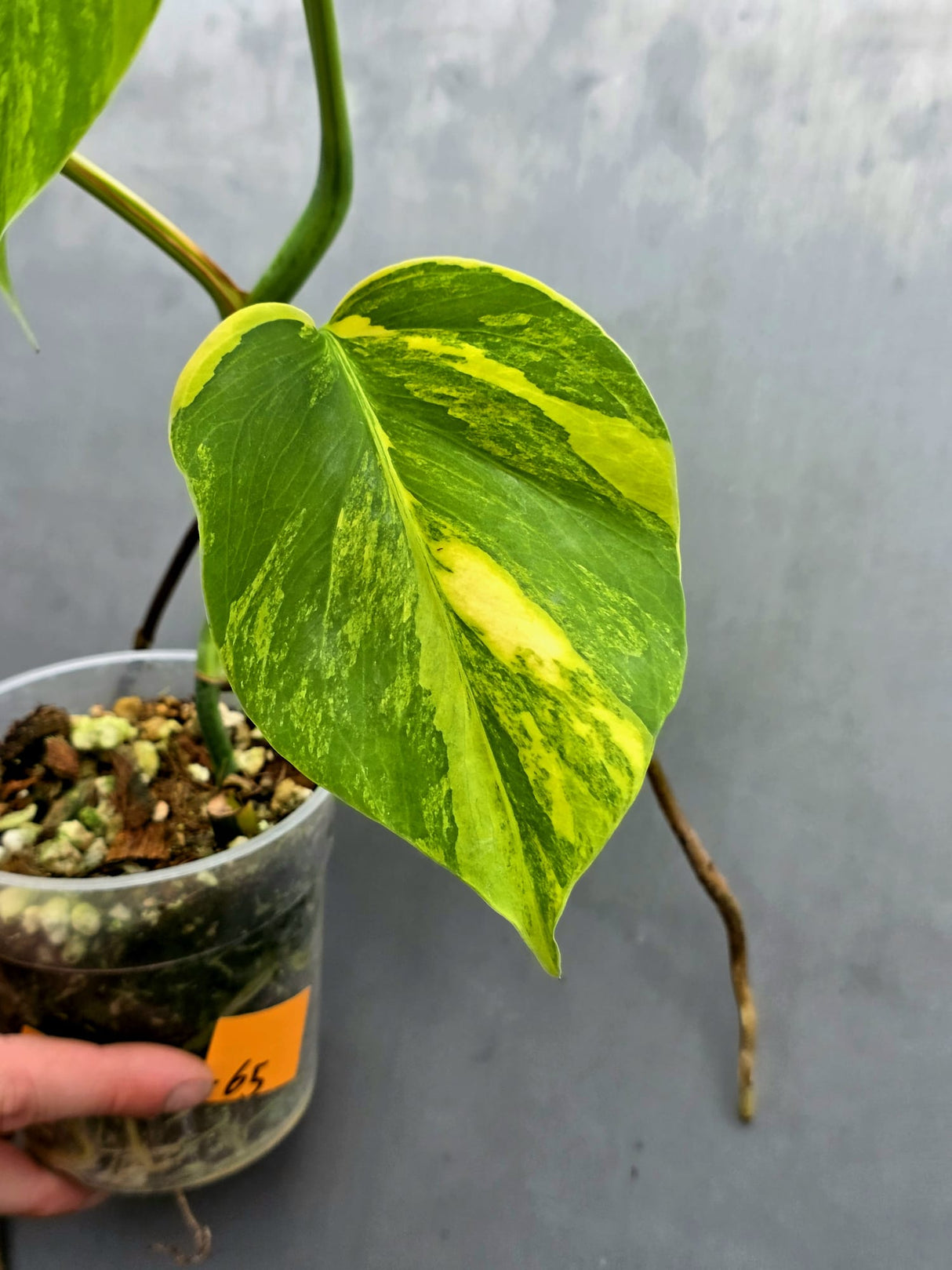 Monstera Aurea Variegated Borsigiana - EXACT Plant - (May-21-65)