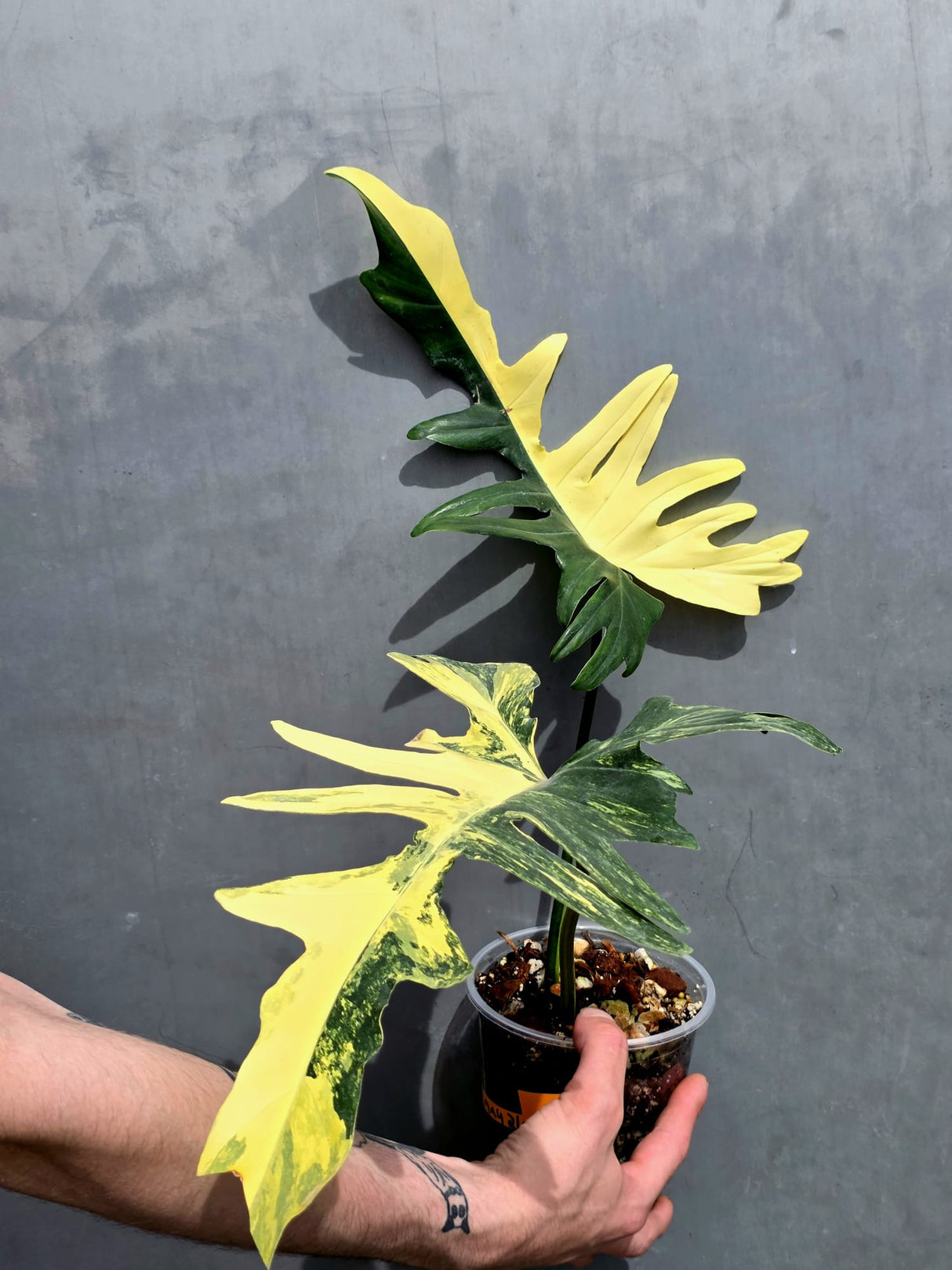 Rare Variegated Philodendron Florida Beauty x Mayoi Exact Plant - (May-21-71)