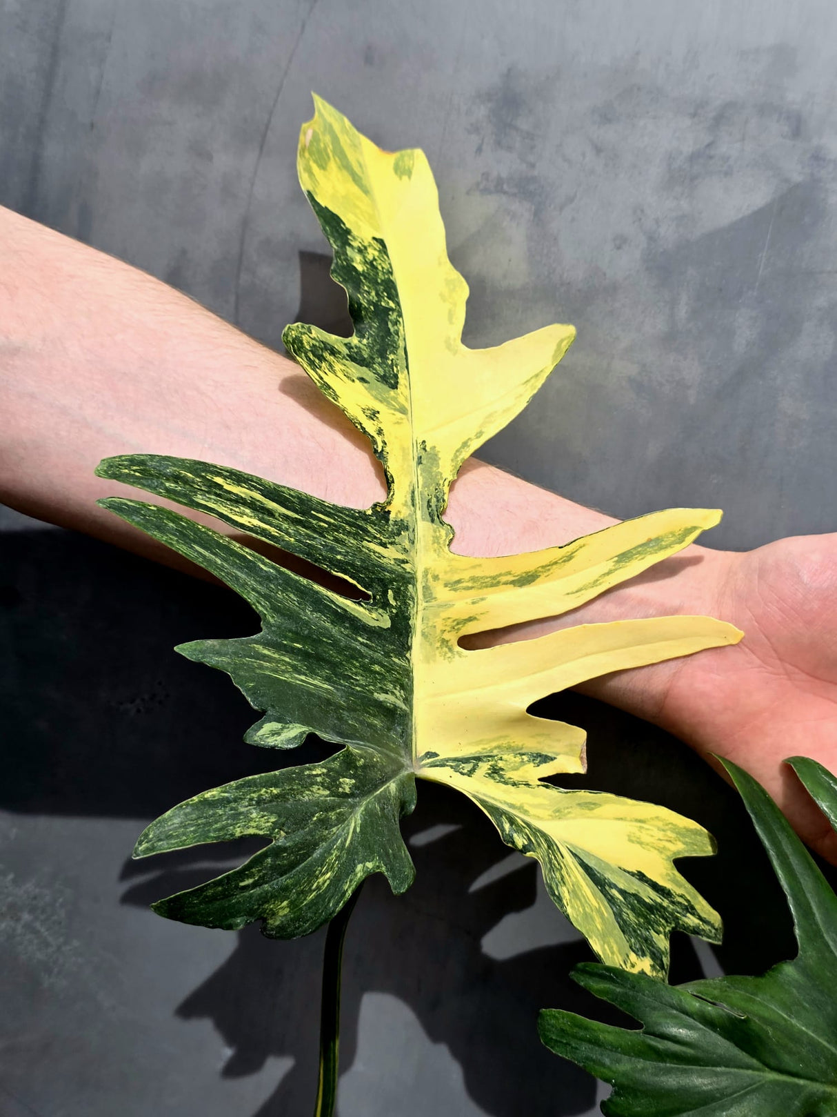 Rare Variegated Philodendron Florida Beauty x Mayoi Exact Plant - (May-21-71)