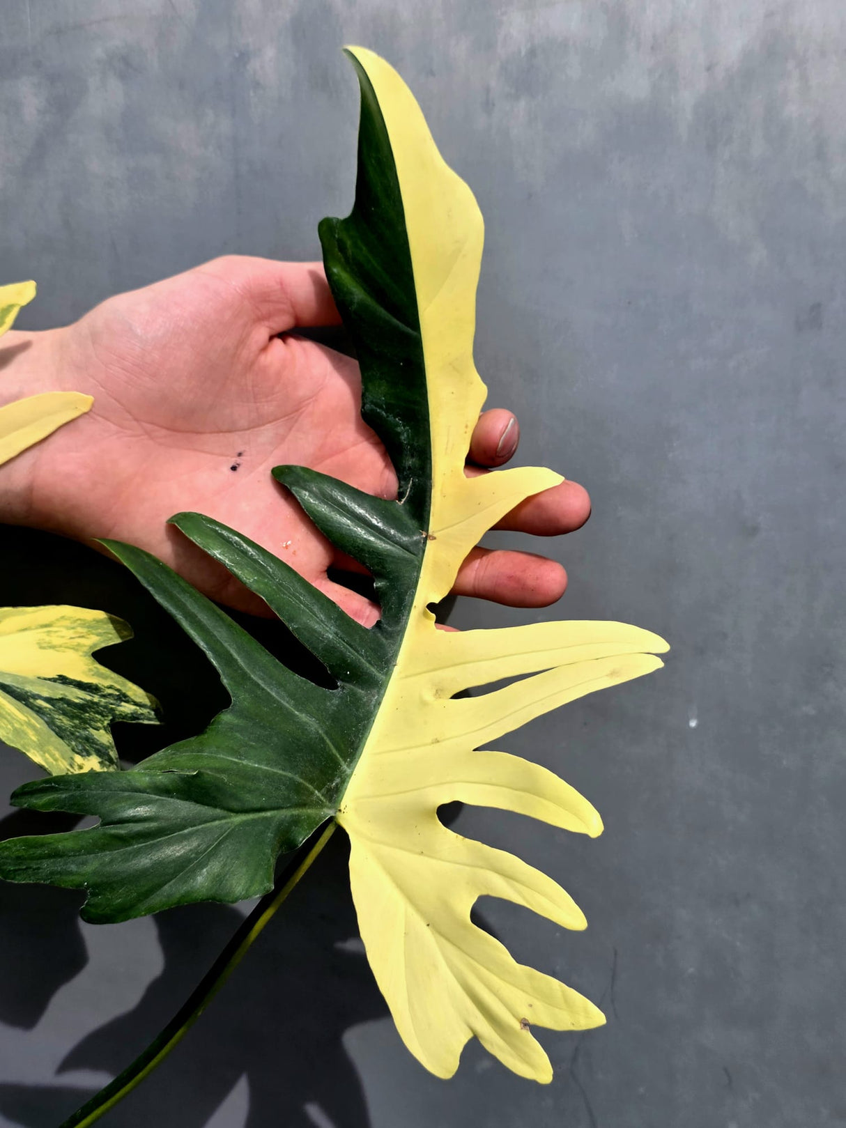 Rare Variegated Philodendron Florida Beauty x Mayoi Exact Plant - (May-21-71)