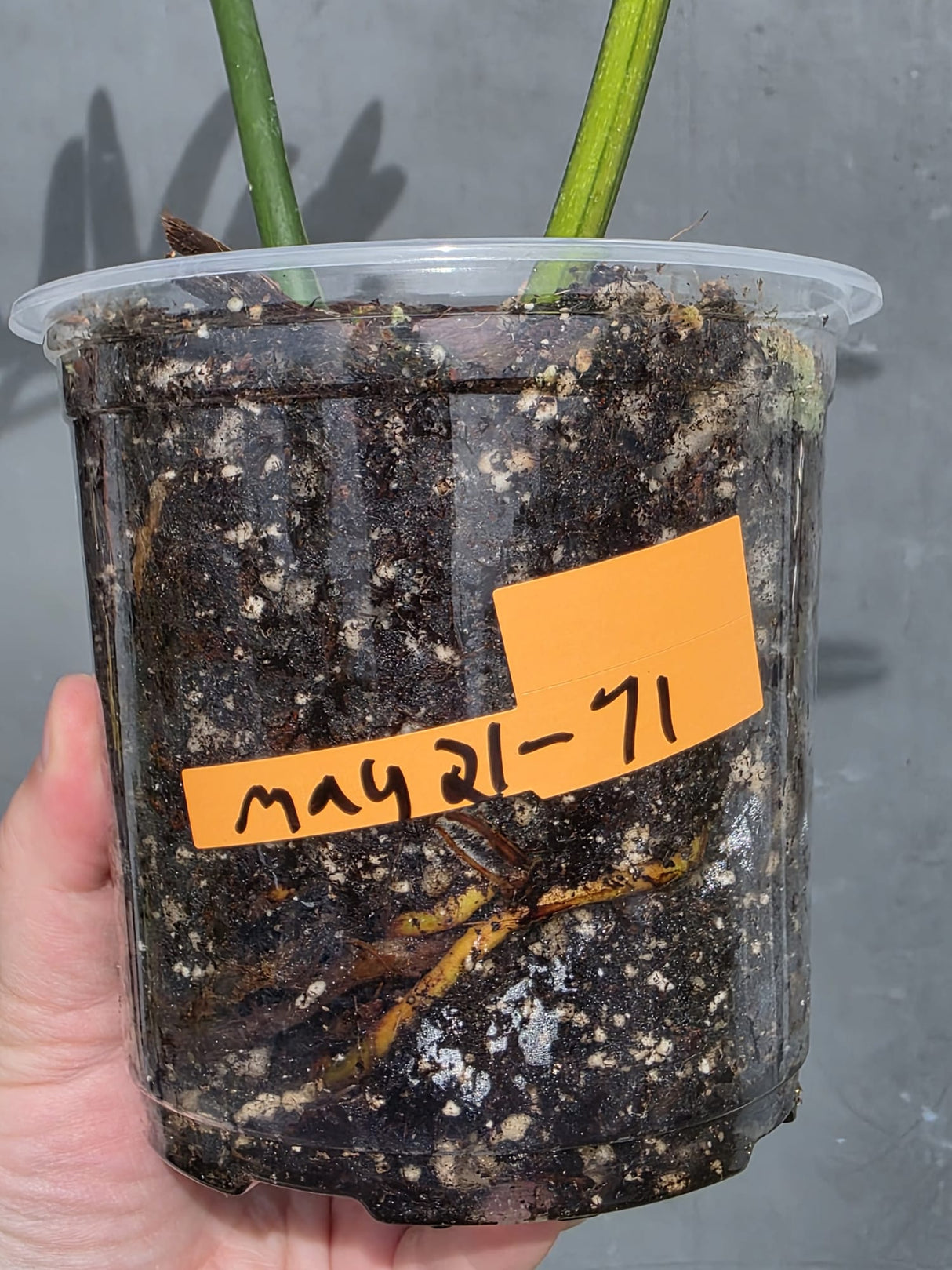 Rare Variegated Philodendron Florida Beauty x Mayoi Exact Plant - (May-21-71)