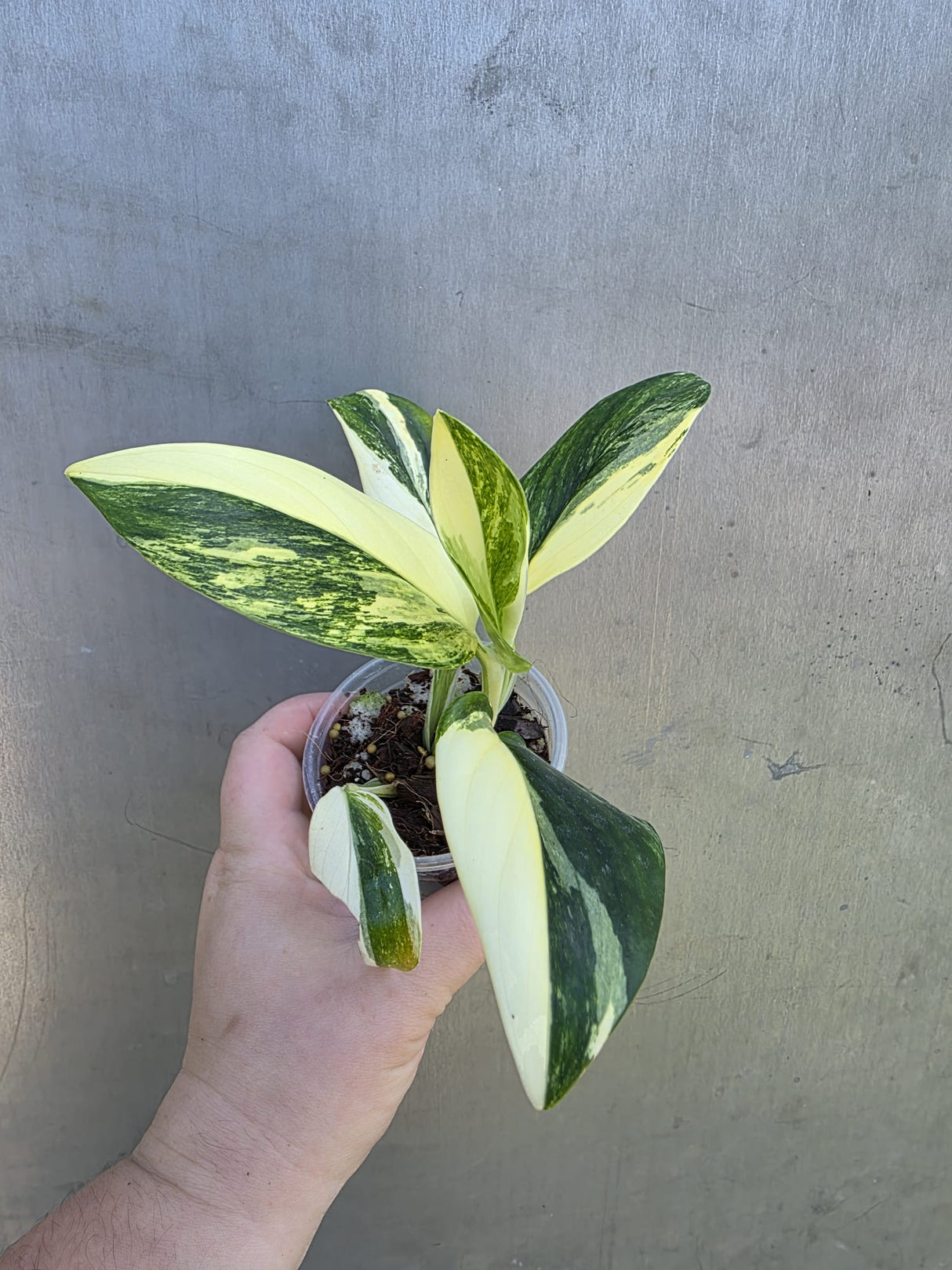 Variegated Monstera Standleyana Albo - EXACT Plant - US Seller - (May-29-02)