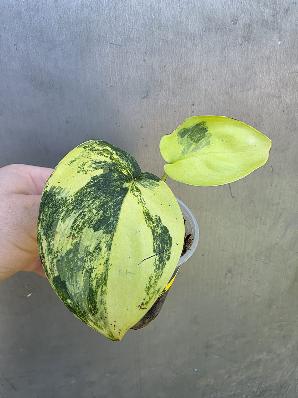 Scindapsus Jade Satin Variegated - Rare EXACT Plant - (May-29-03)