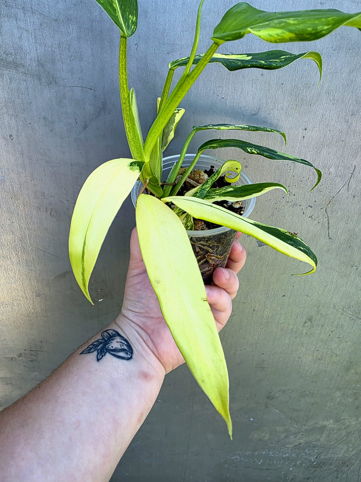 Philodendron Domesticum Variegated Plant - EXACT Plant - US Seller - (May-29-04)