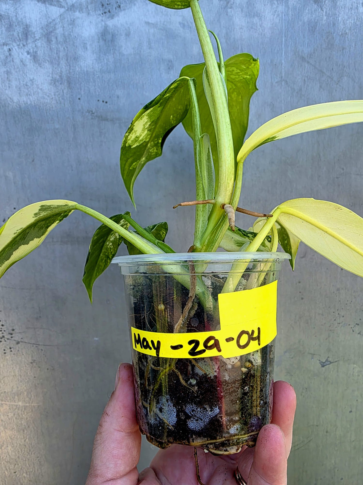 Philodendron Domesticum Variegated Plant - EXACT Plant - US Seller - (May-29-04)