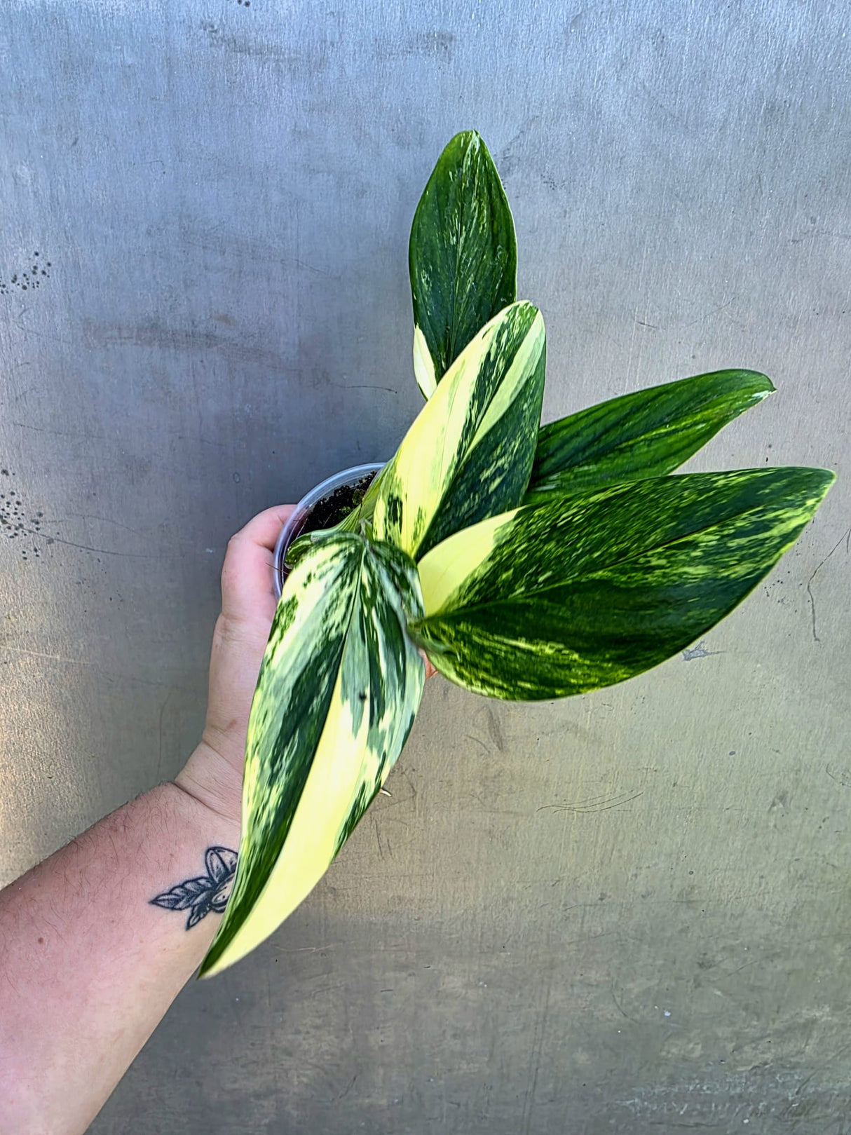 Variegated Monstera Standleyana Aurea - EXACT Plant - (May-29-06)