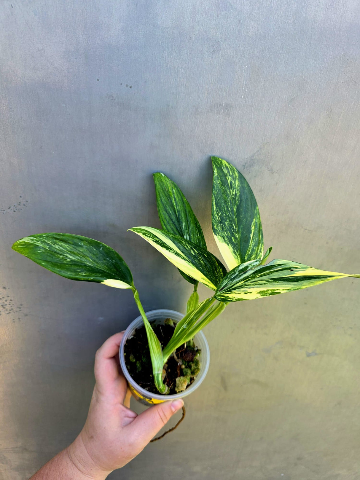 Variegated Monstera Standleyana Aurea - EXACT Plant - (May-29-06)