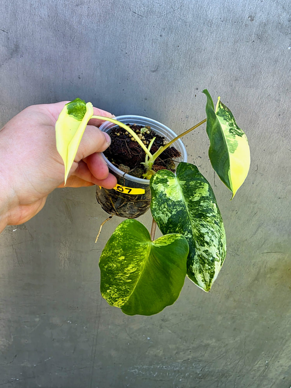 Variegated Burle Marx Philodendron - EXACT Plant - US Seller - (May-29-07)